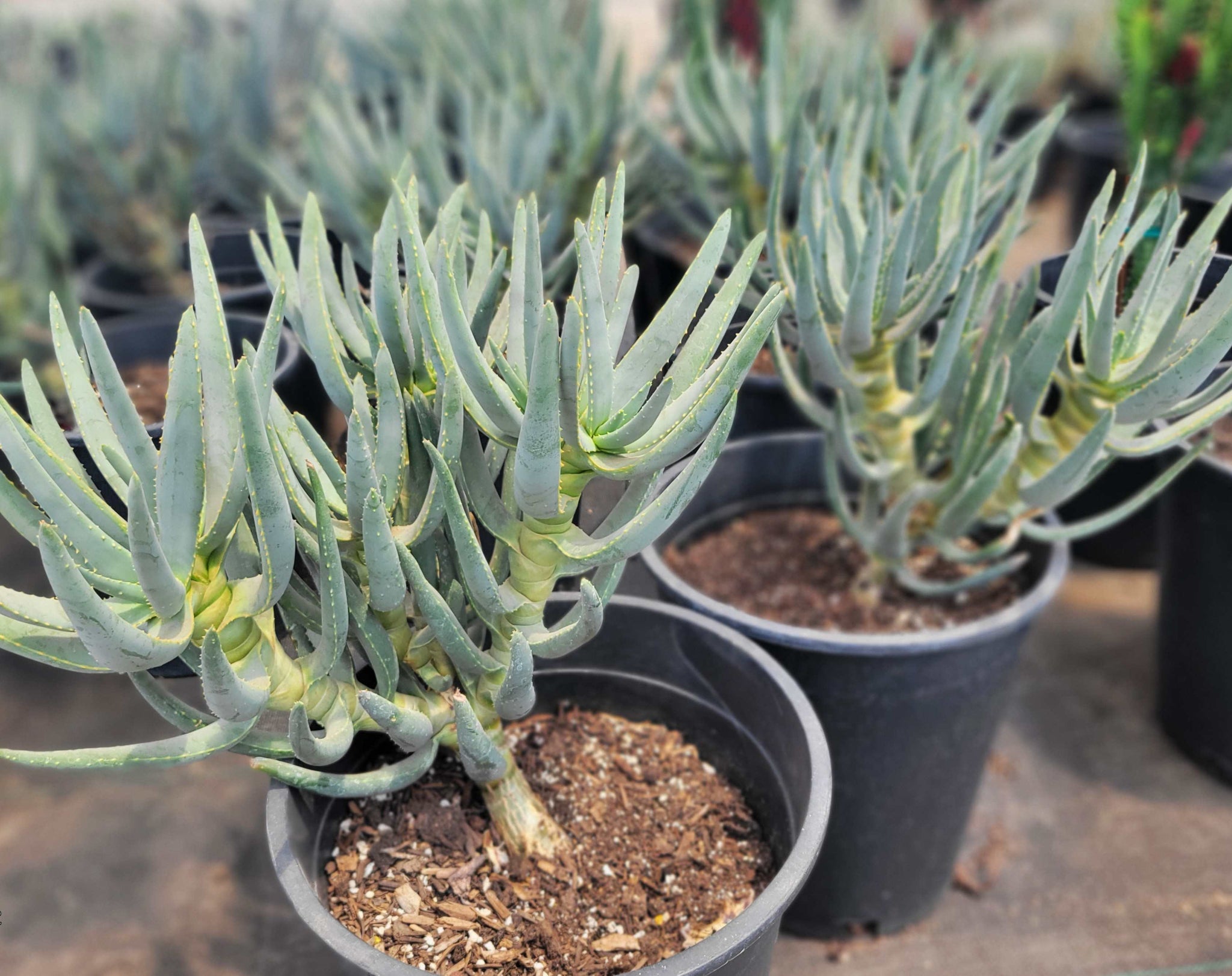 quiver tree bonsai Aloe ramosissima