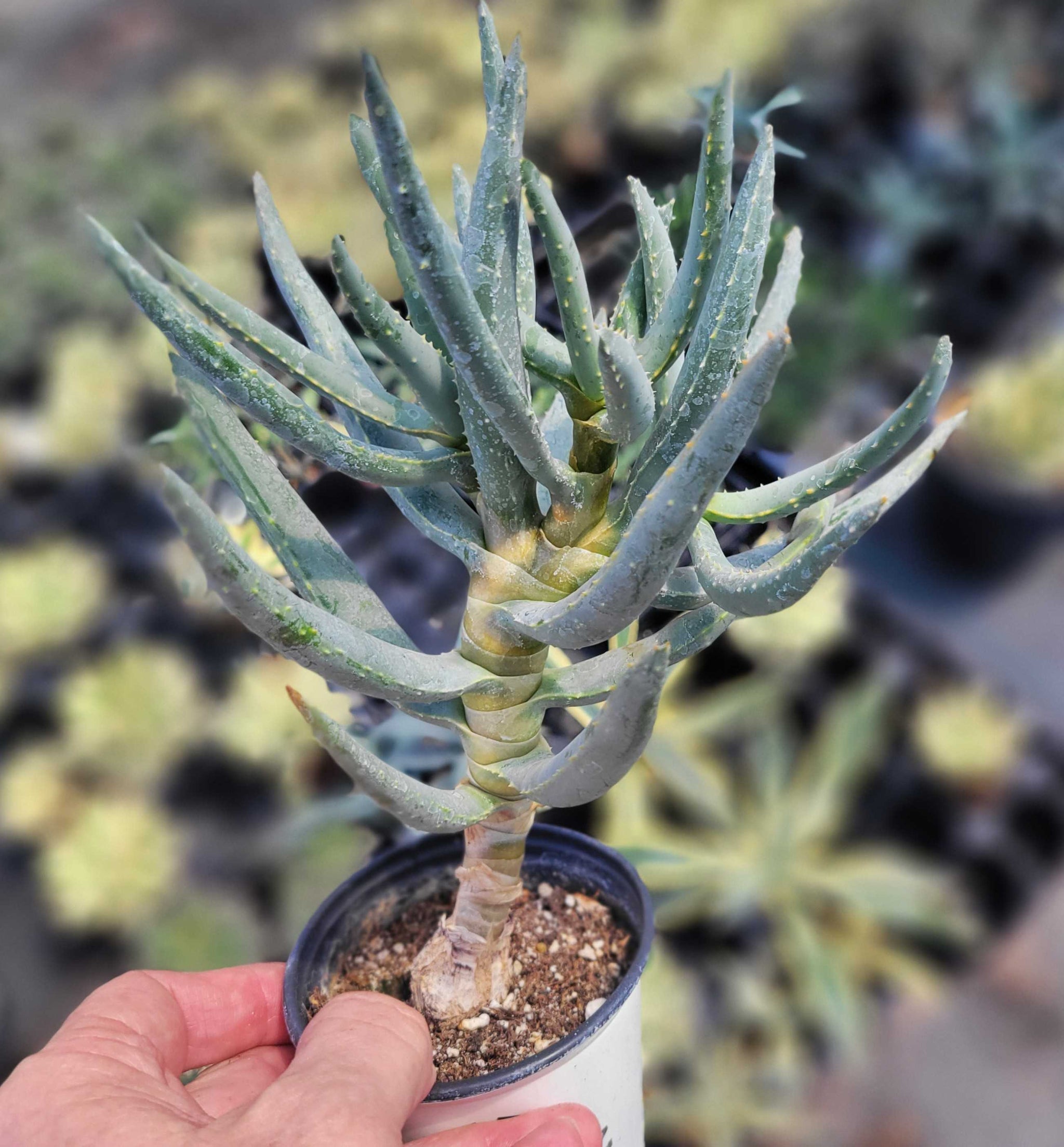 aloe for sale Aloe ramosissima