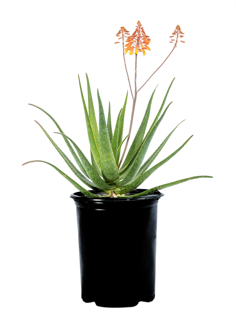 High-angle view of Aloe x 'Rooikappie,' displaying its clump-forming growth with bright green, triangular leaves spotted with light green dashes. The widely spaced teeth along the leaf edges are visible, and a flower stalk with tubular reddish-orange flowers rises from the center.