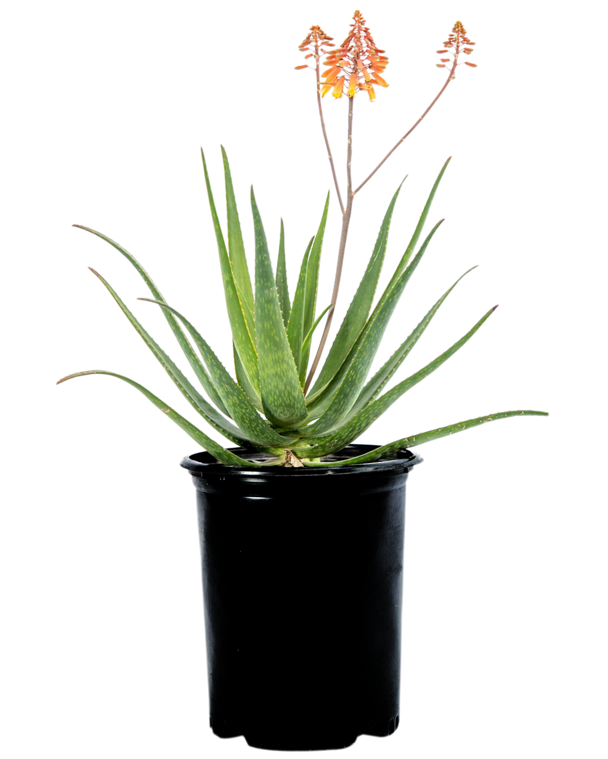 Aloe 'rooikappie'
