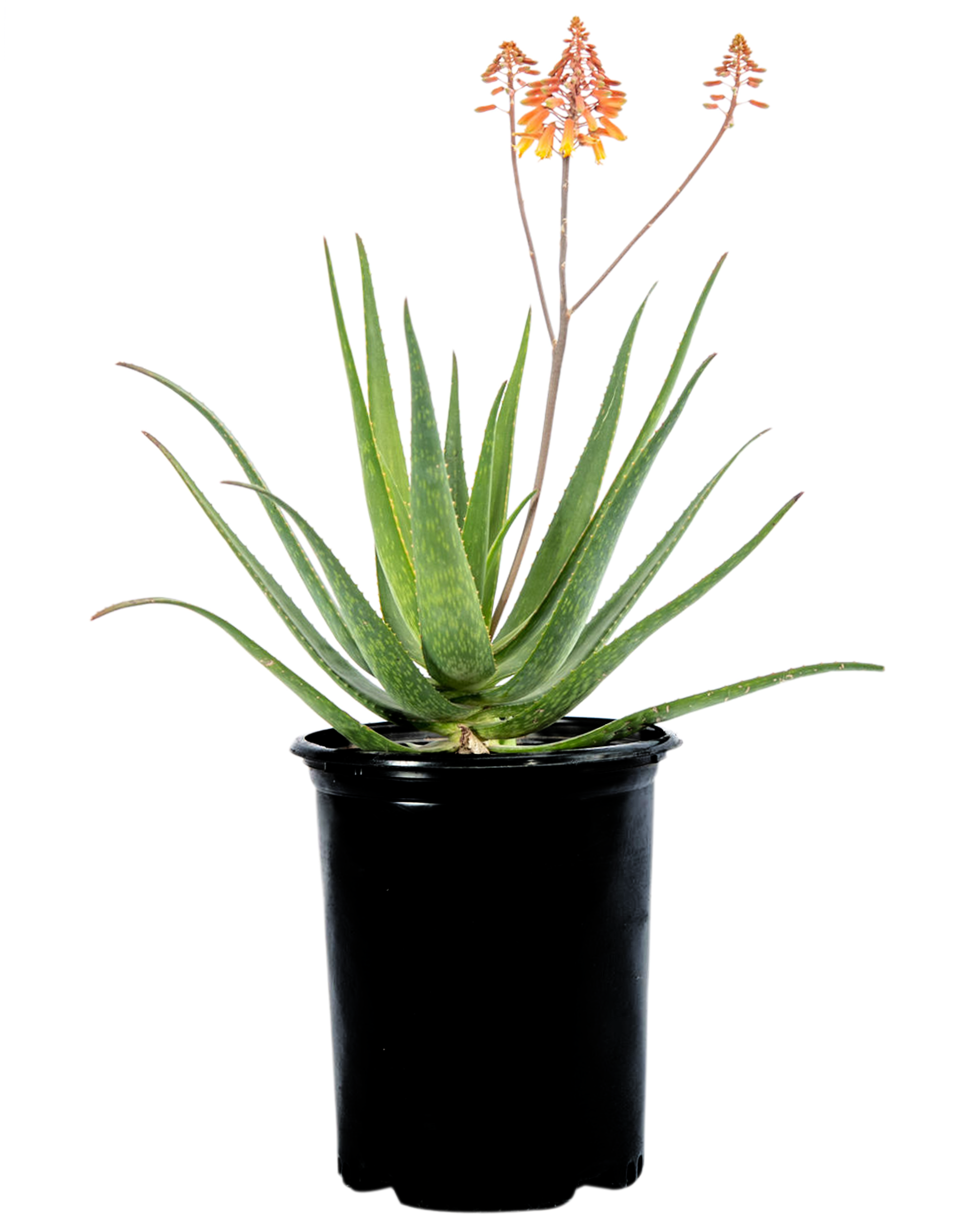Aloe 'rooikappie' - Little Red Riding Hood – Happy Valley Plants