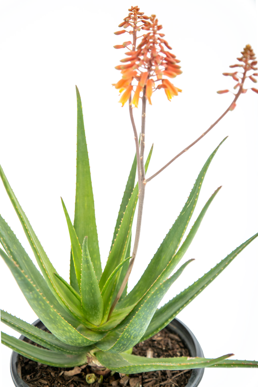 rosacea aloe vera plant Aloe 'rooikappie'