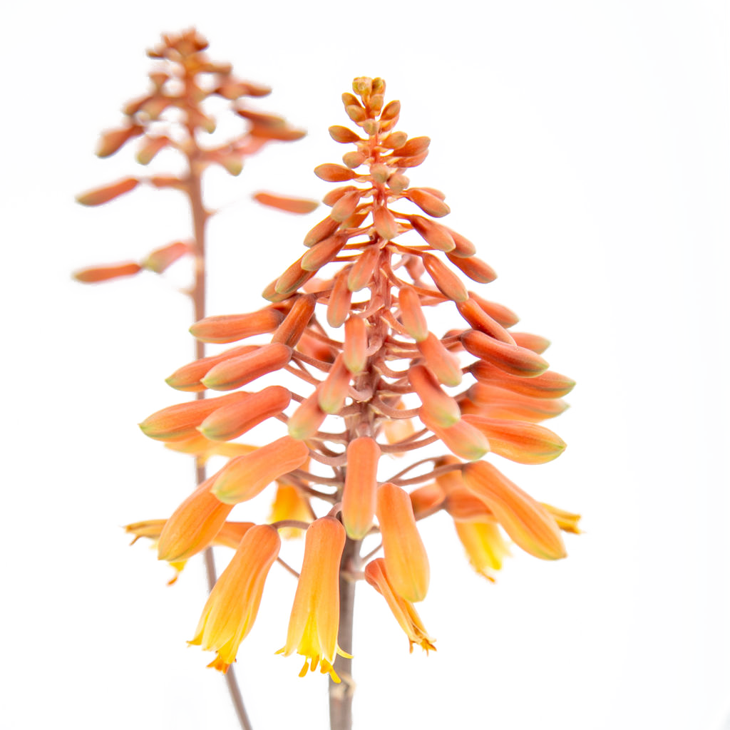 Aloe 'rooikappie'