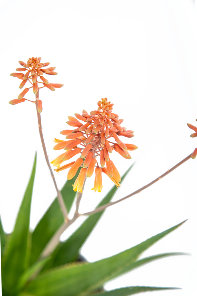 Close-up view of a single leaf from Aloe x 'Rooikappie,' highlighting its pointed shape, light green dash patterns, and the widely spaced teeth along the edges. In the background, a flower stalk with vivid red-orange tubular flowers begins to bloom.
