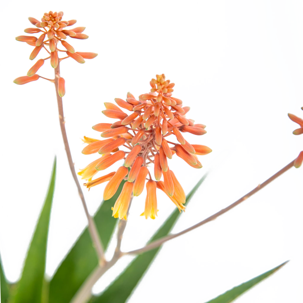 Aloe 'rooikappie' - Little Red Riding Hood – Happy Valley Plants