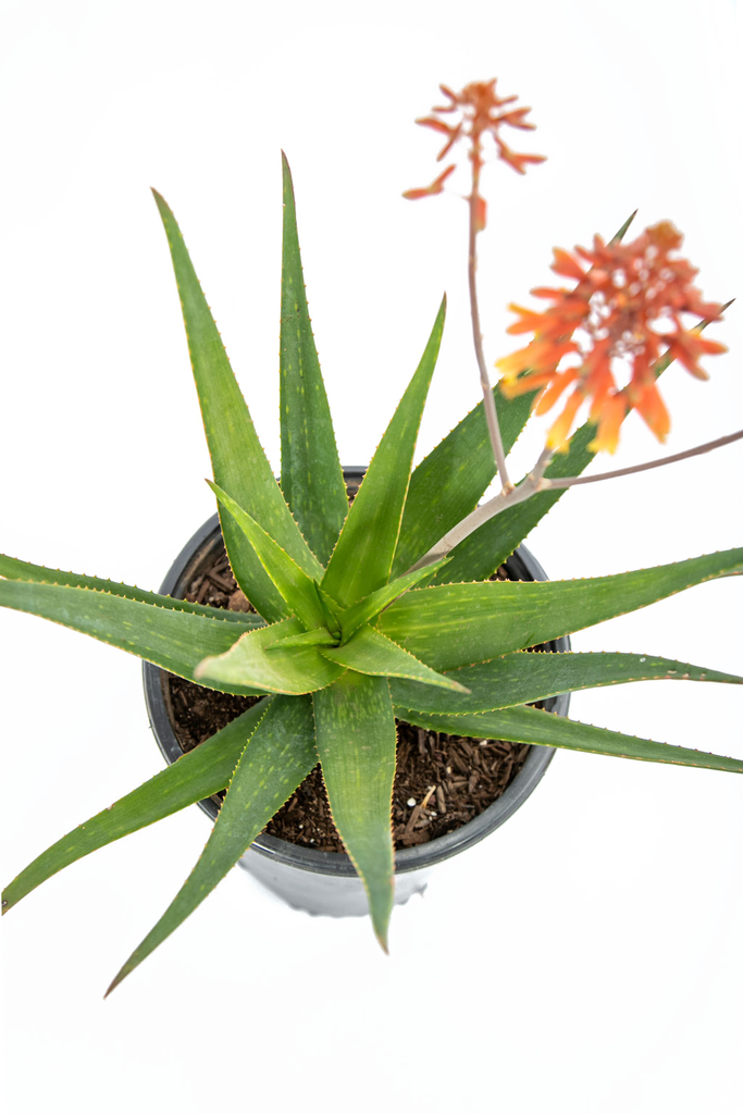 Top-down view of Aloe x 'Rooikappie,' showcasing the spread of its clump of triangular leaves with distinctive light green spots. The flower stalk with red-hot poker-like orange flowers stands tall in the center, adding vibrant color against the green foliage.