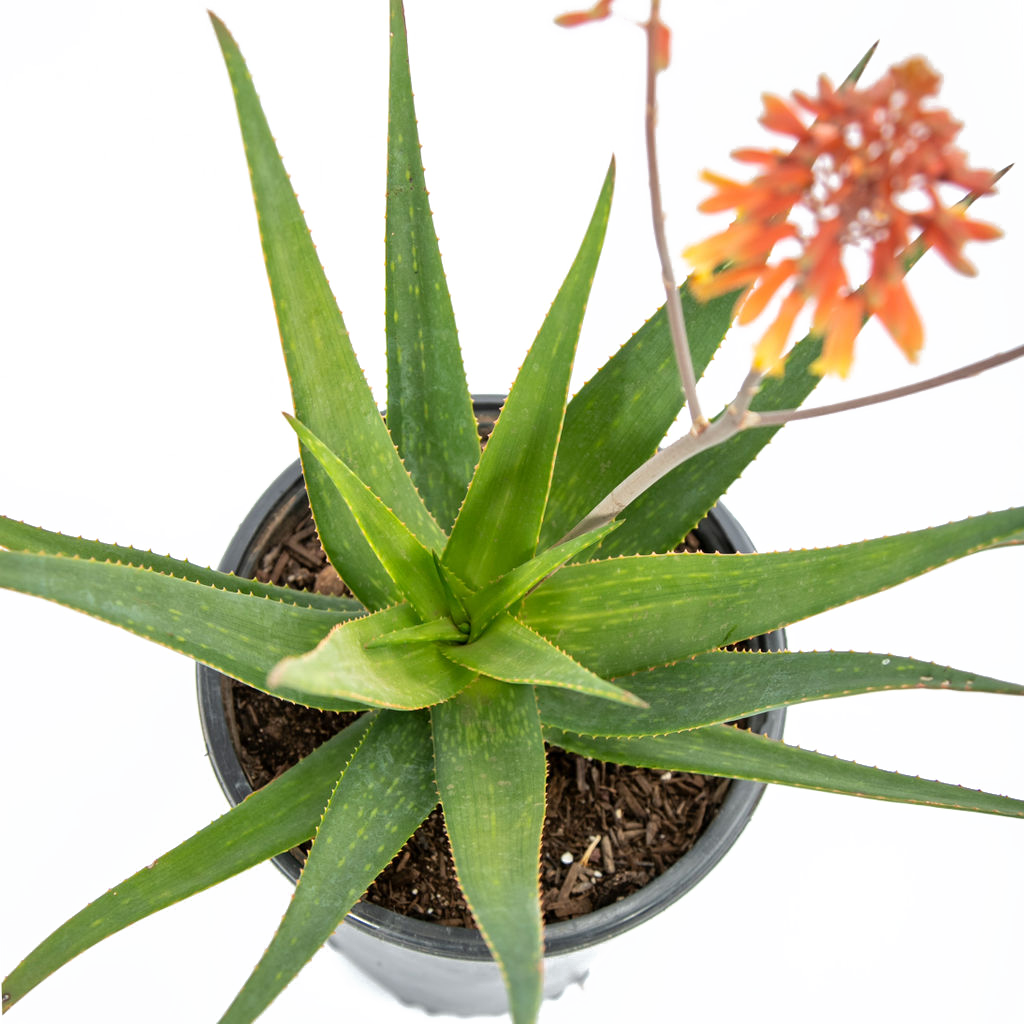 Aloe 'rooikappie' - Little Red Riding Hood – Happy Valley Plants