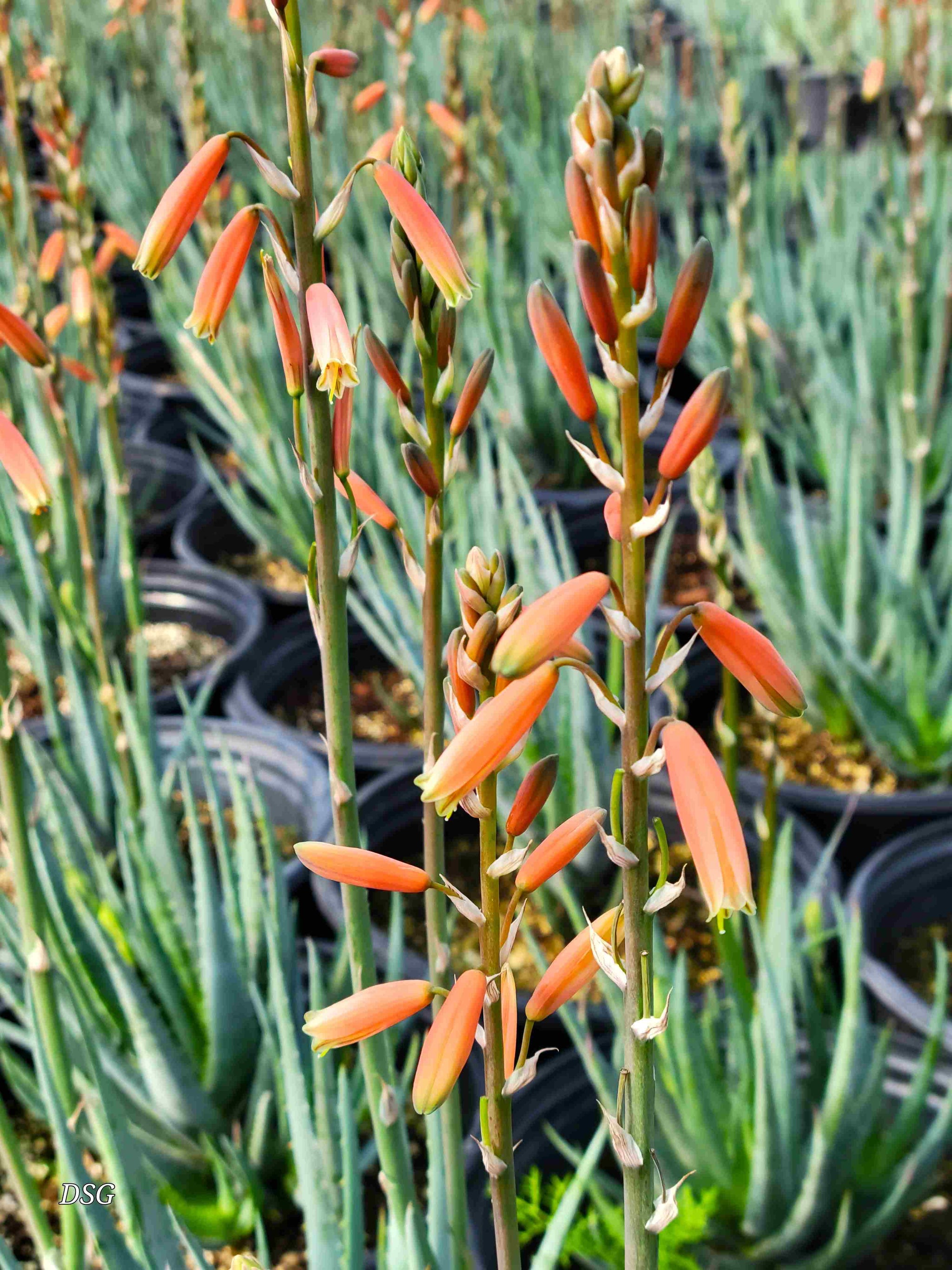 Aloe brevifolia 'Blue Elf'
