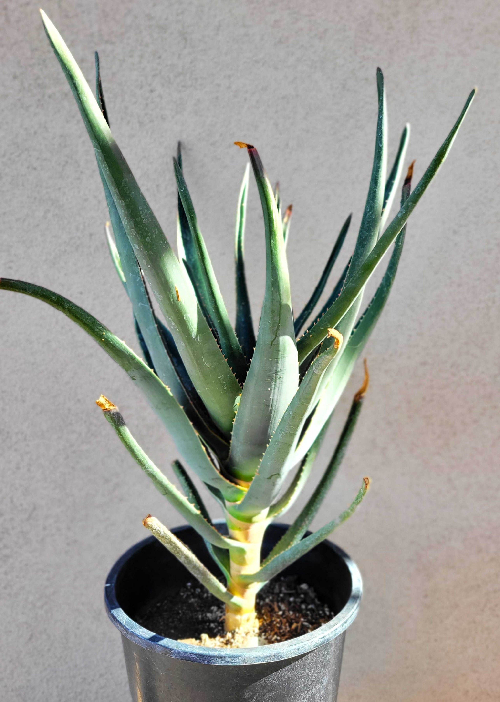 Aloe x 'Hercules'