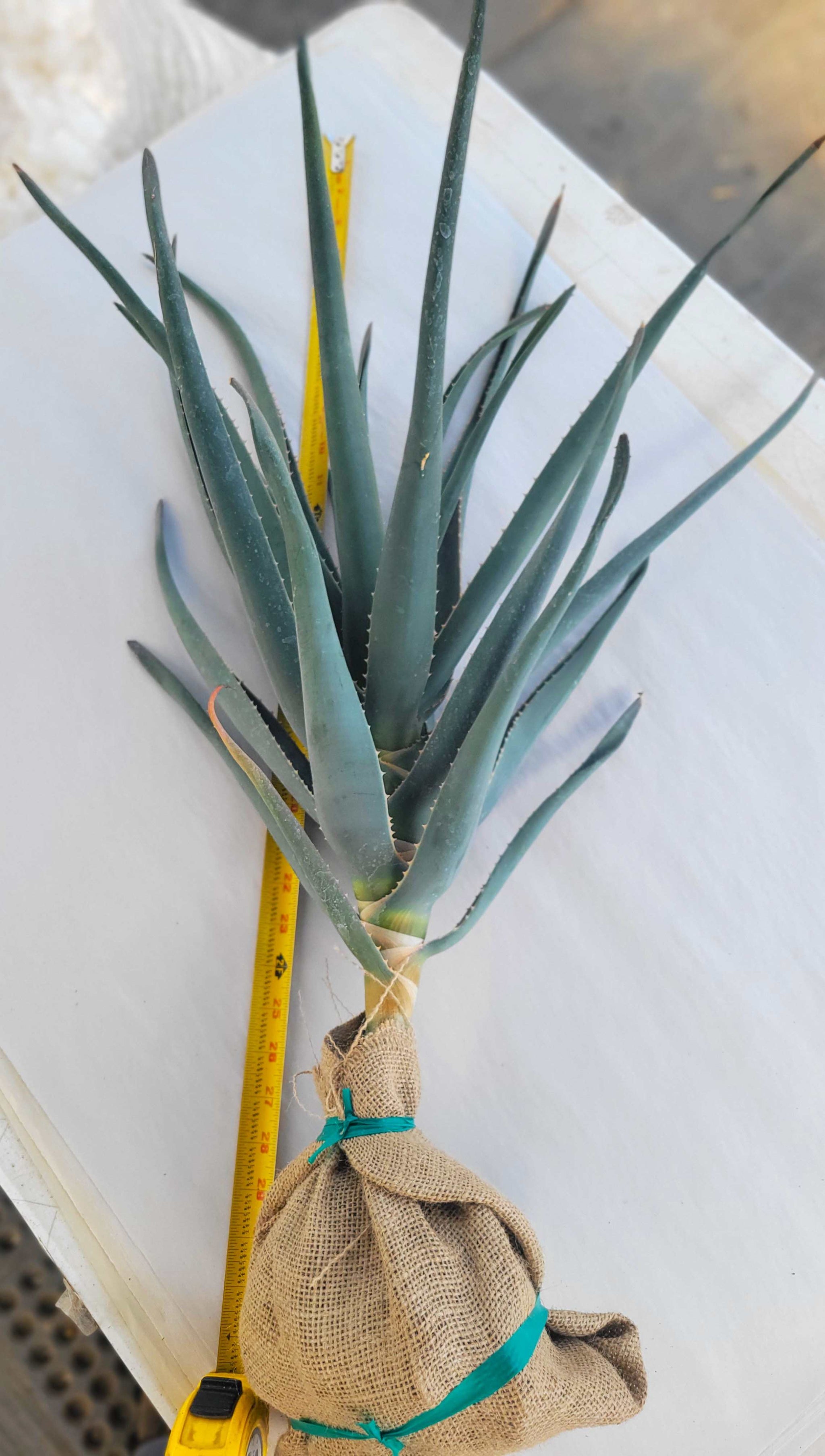 giant aloe vera plant Aloe x 'Hercules'