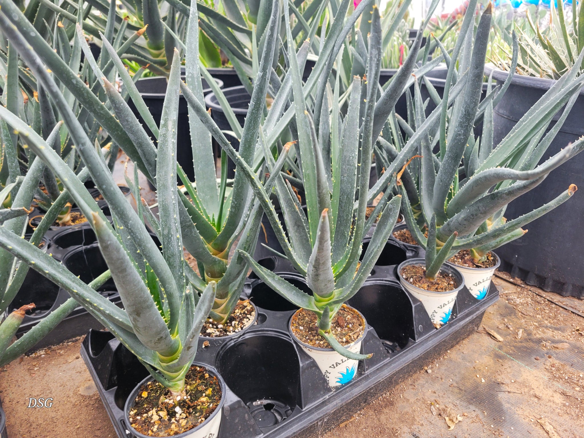 ＡＬＯＥです。 Aloe 'Hercules' - Tree Aloe – Happy Valley Plants