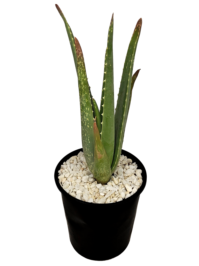 Full, high-angle view of Aloe barbadensis x A. vera hybrid, showcasing the rosette of grey-green, fleshy leaves. Tall racemes rise from the base, topped with clusters of bright orange, tubular flowers that attract hummingbirds.