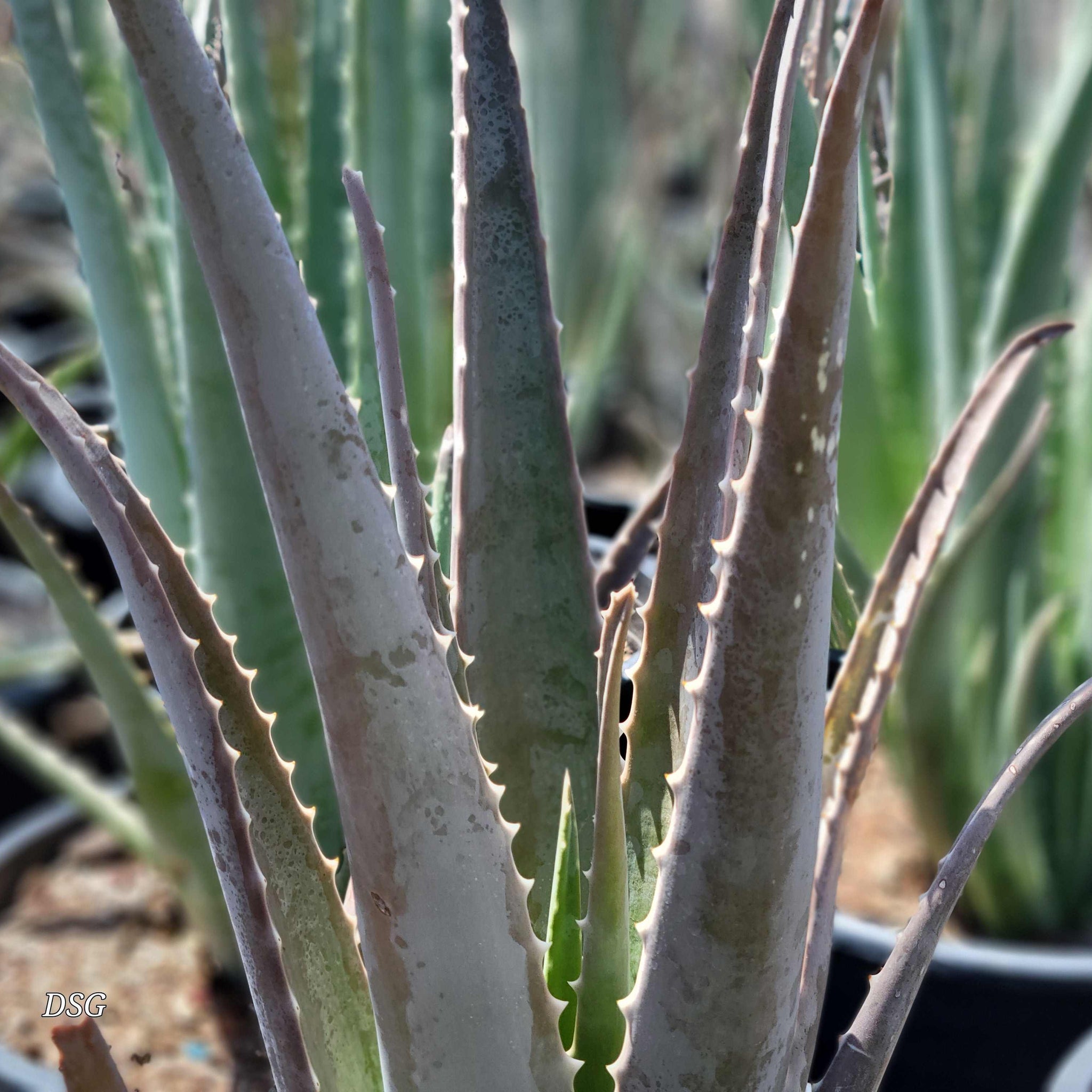 Aloe barbadensis - Medicinal Aloe, Aloe vera – Happy Valley Plants