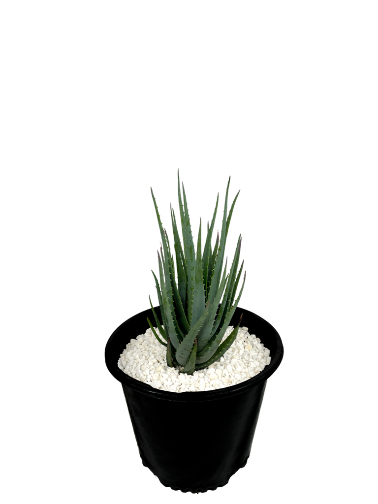 Full, high angle view of Aloe brevifolia hybrid, displaying its compact growth with clusters of blue-green, spiny leaves. The plant thrives in full sun to part sun, forming a dense, groundcover-like spread. Stalks of bright orange flowers bloom above the foliage, attracting hummingbirds.