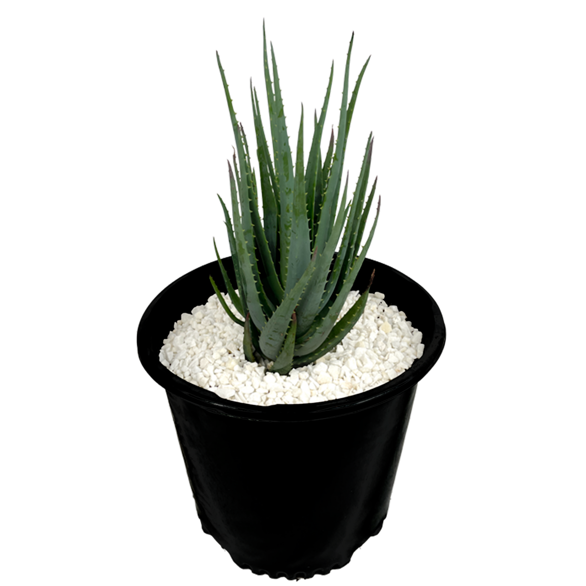 blue aloe vera Aloe brevifolia 'Blue Elf' – Happy Valley Plants