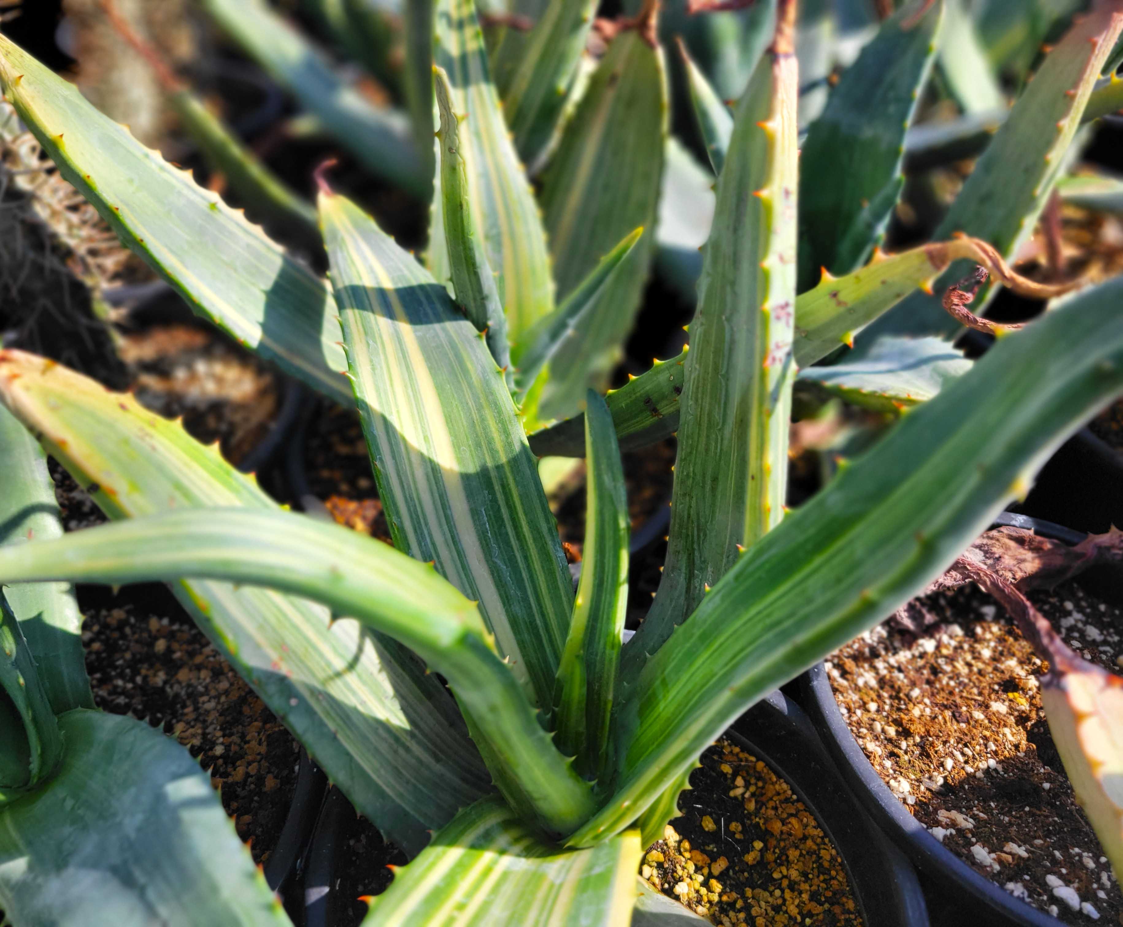 Variegated Aloe ferox – Happy Valley Plants