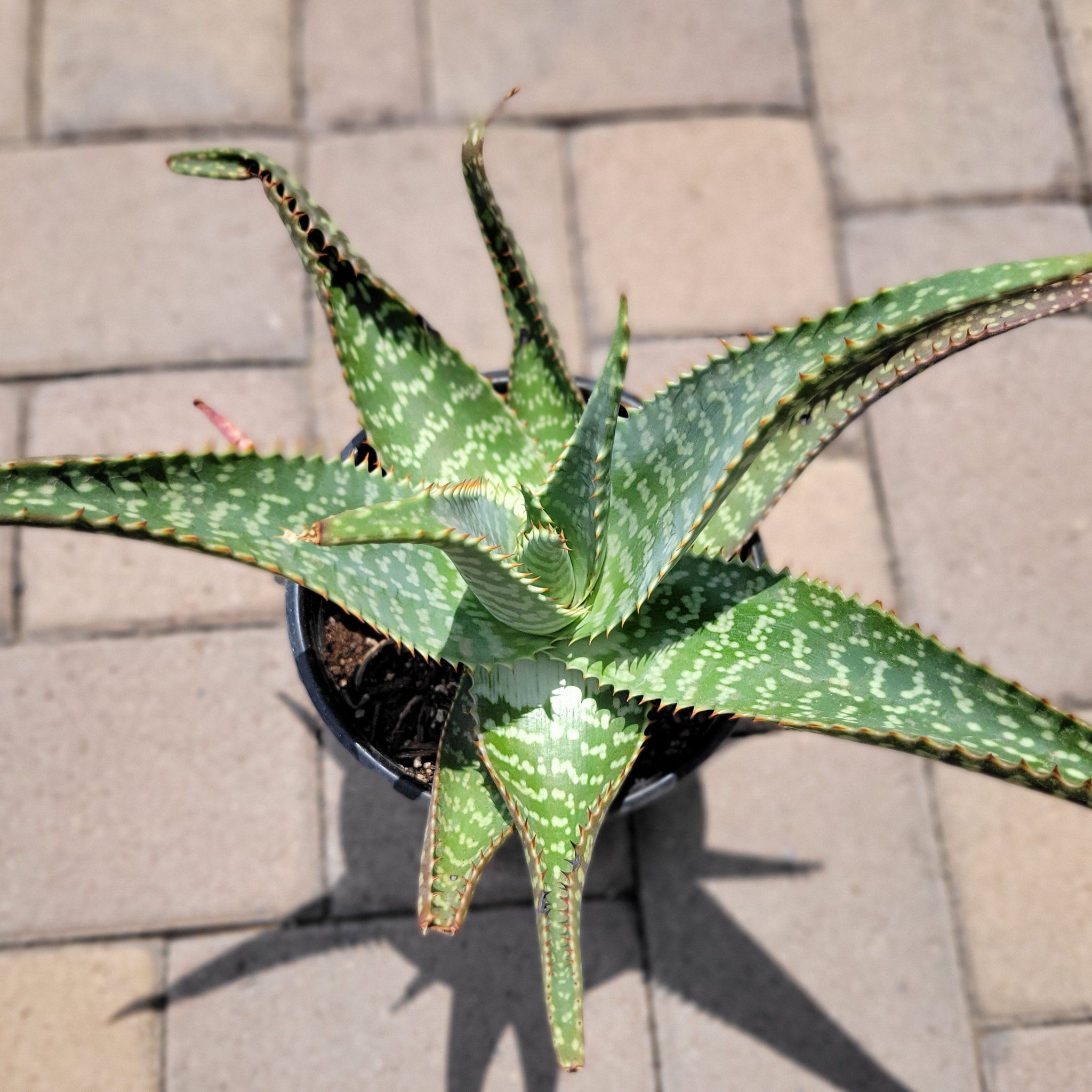 Aloemaculata_1gal.HVP_2048x.