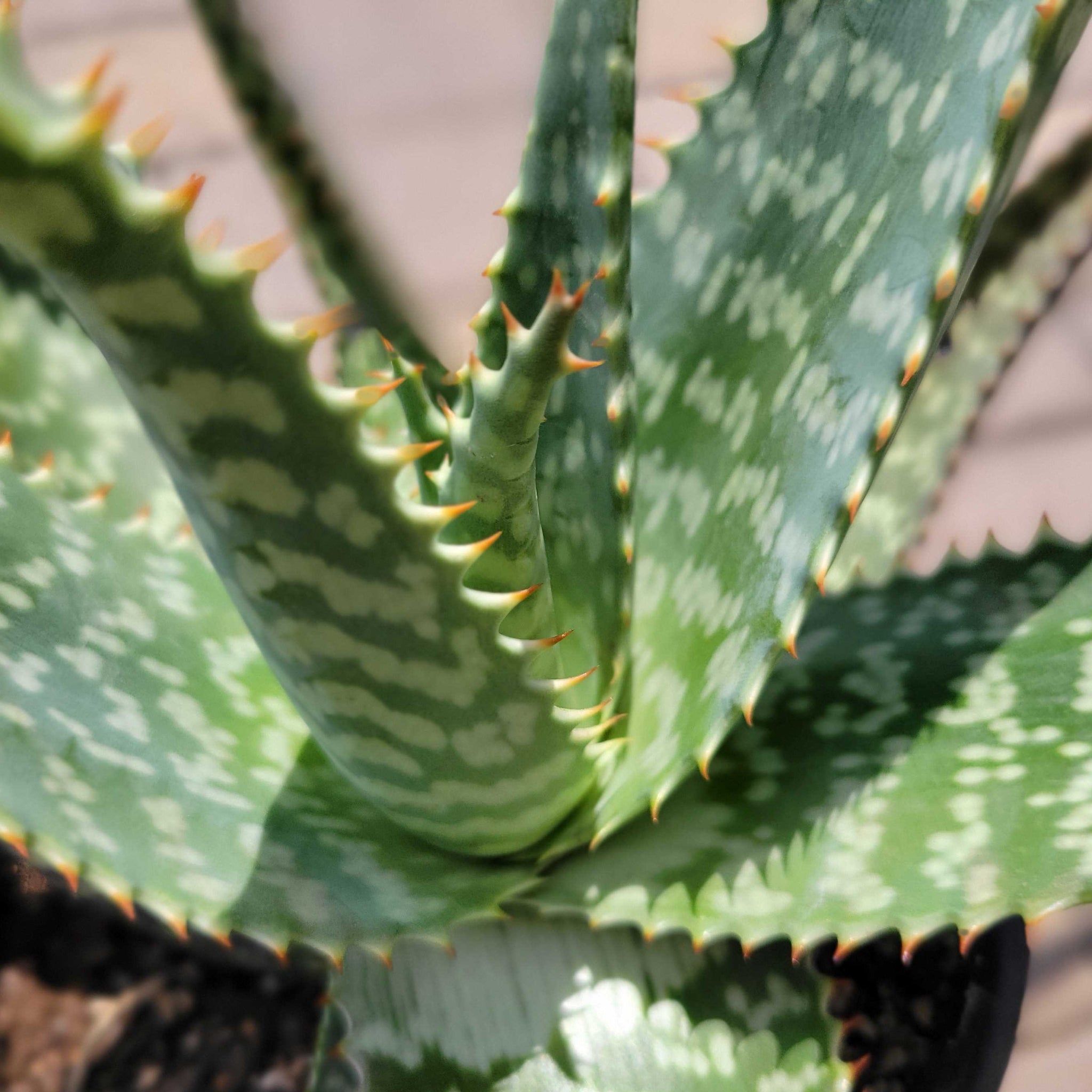 Aloe maculata (Syn. A. saponaria) - Tiger aloe – Happy Valley Plants
