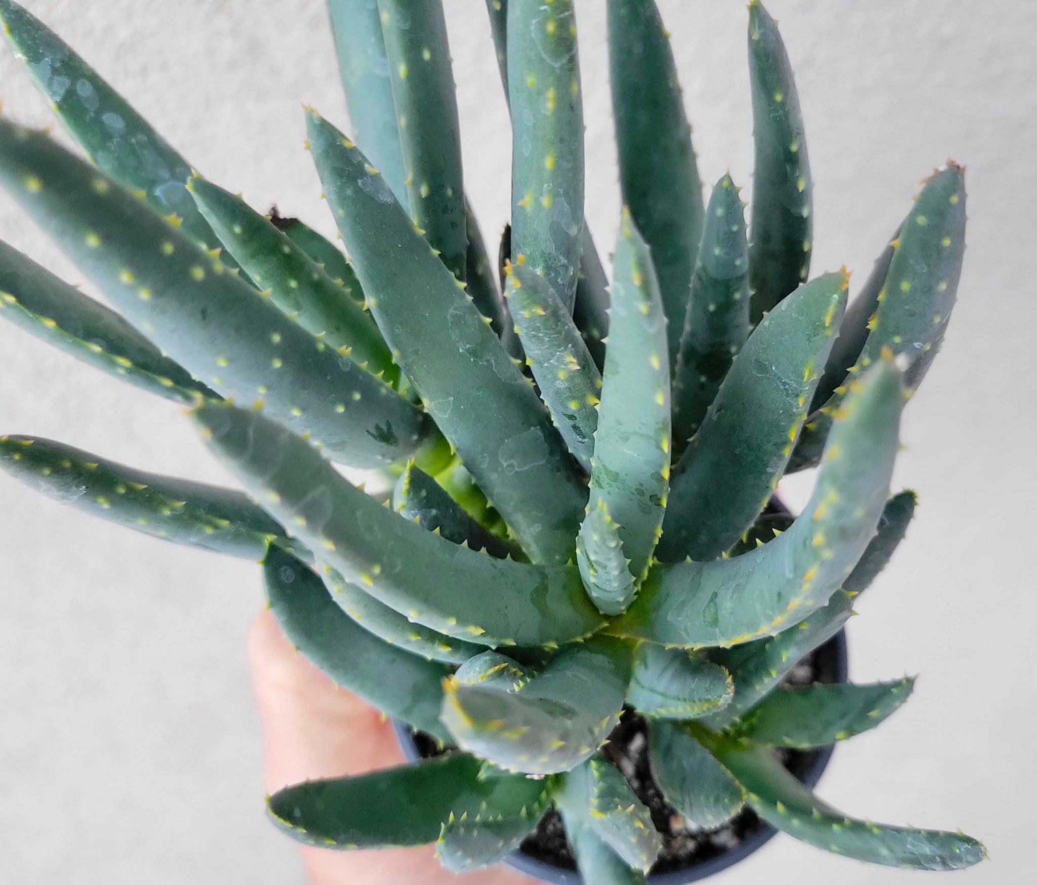 Aloe ramosissima - Maiden's quiver tree – Happy Valley Plants