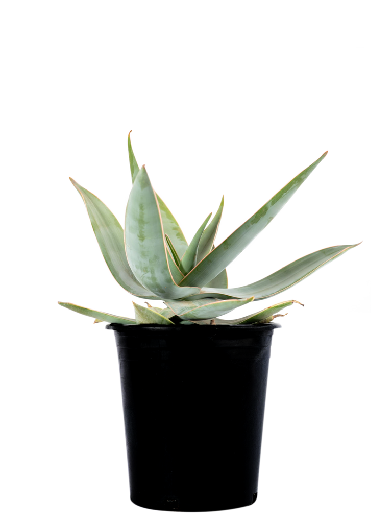 High-angle view of Aloe striata, displaying its clustered growth with wide, pale-green leaves adorned with brownish lines running from base to tip. The plant’s foliage is tinged pink at the edges, and a flower stalk rises with coral-red tubular flowers above the leaves.