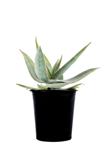 High-angle view of Aloe striata, displaying its clustered growth with wide, pale-green leaves adorned with brownish lines running from base to tip. The plant’s foliage is tinged pink at the edges, and a flower stalk rises with coral-red tubular flowers above the leaves.