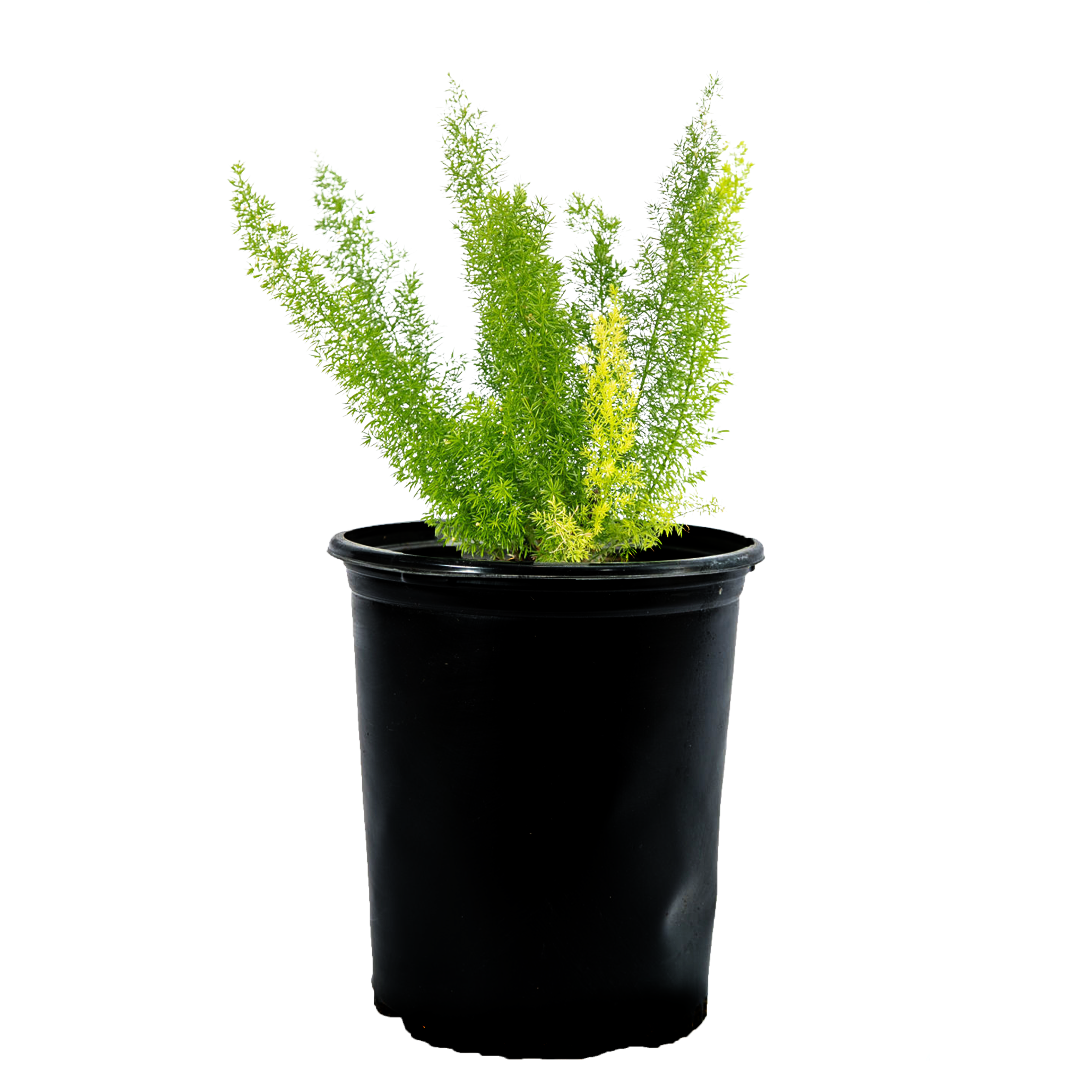 Asparagus meyeri