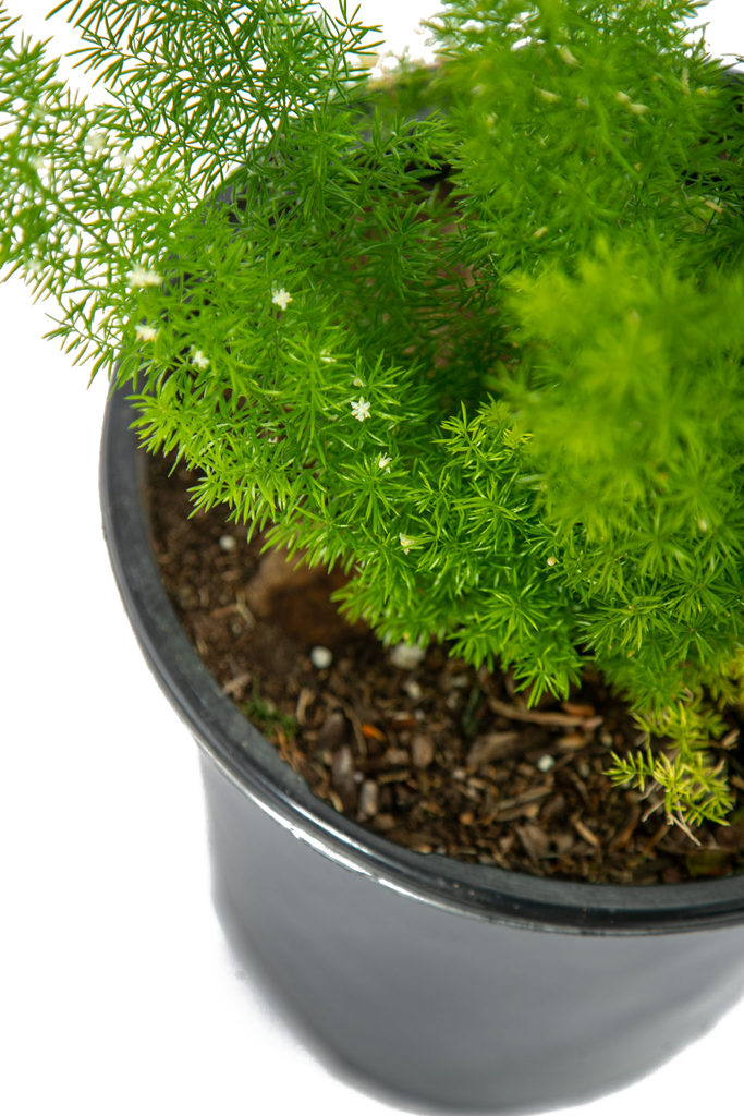 Close-up of an Asparagus meyeri stem, highlighting its unique, needle-like leaves and small white flowers nestled within. The fleshy tubers beneath the surface and the gradual transition to red berries in fall add to the plant's charm.