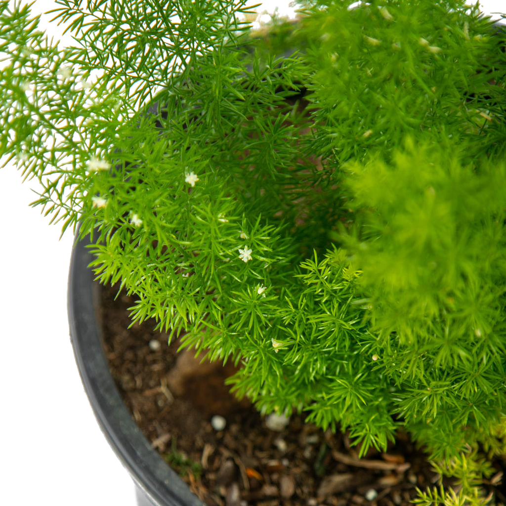 fern like succulent Asparagus meyeri