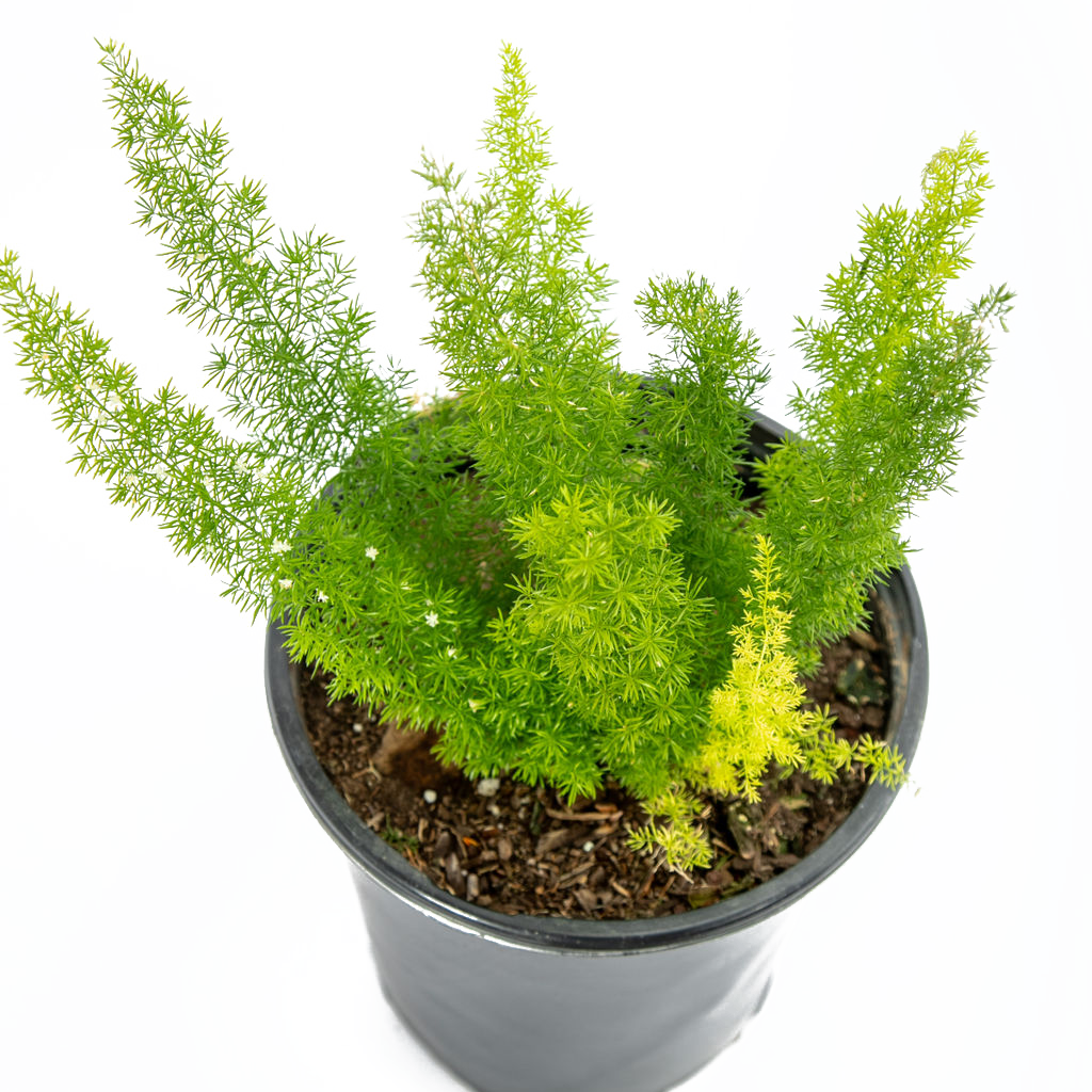 asparagus meyeri plant Asparagus meyeri
