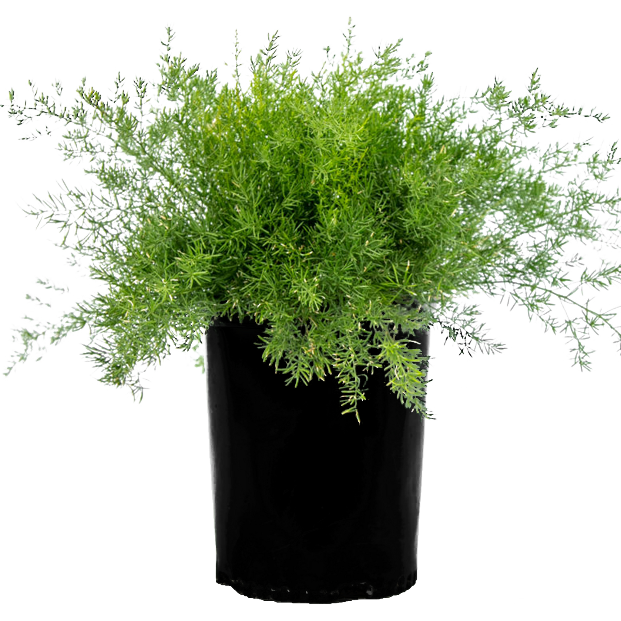 Asparagus sprengeri