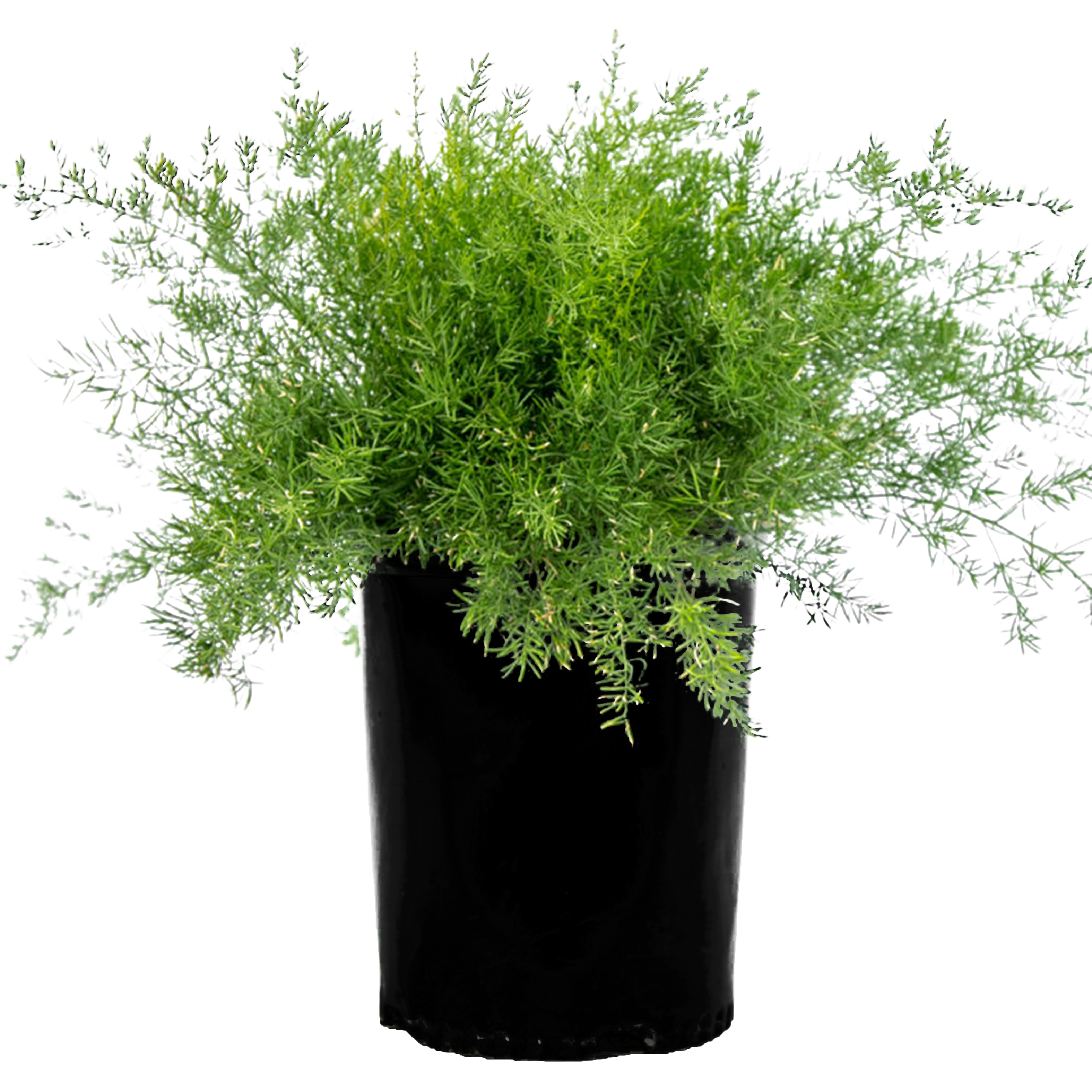 Asparagus sprengeri