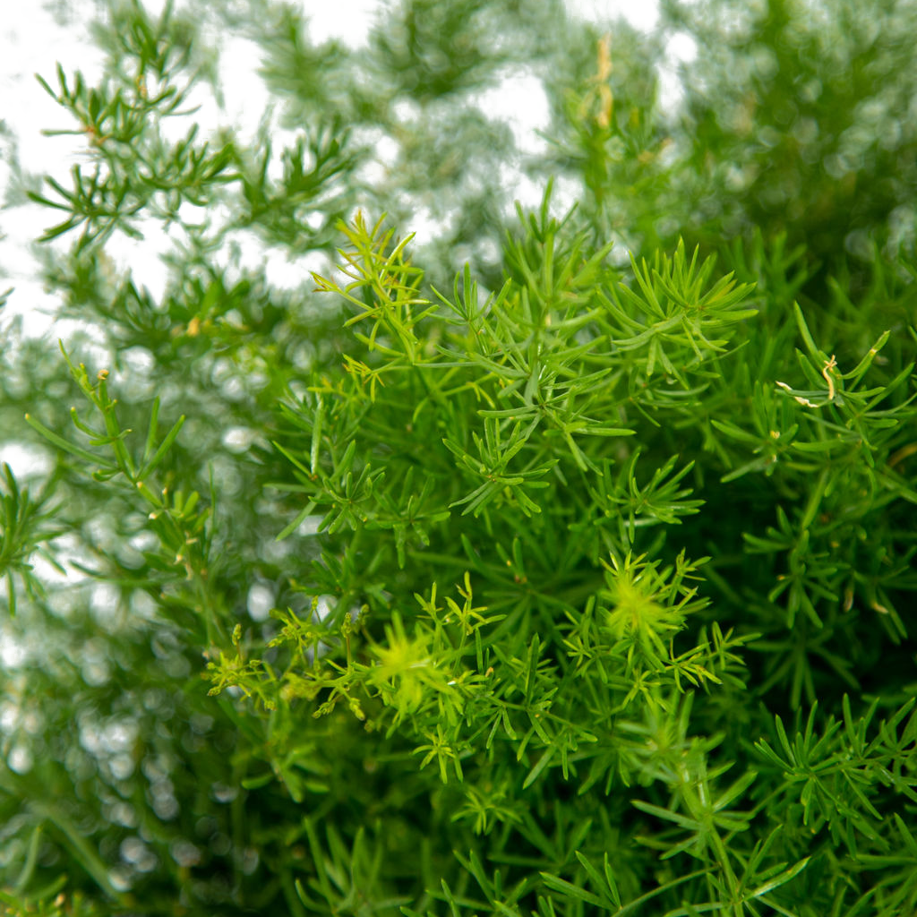 Asparagus sprengeri