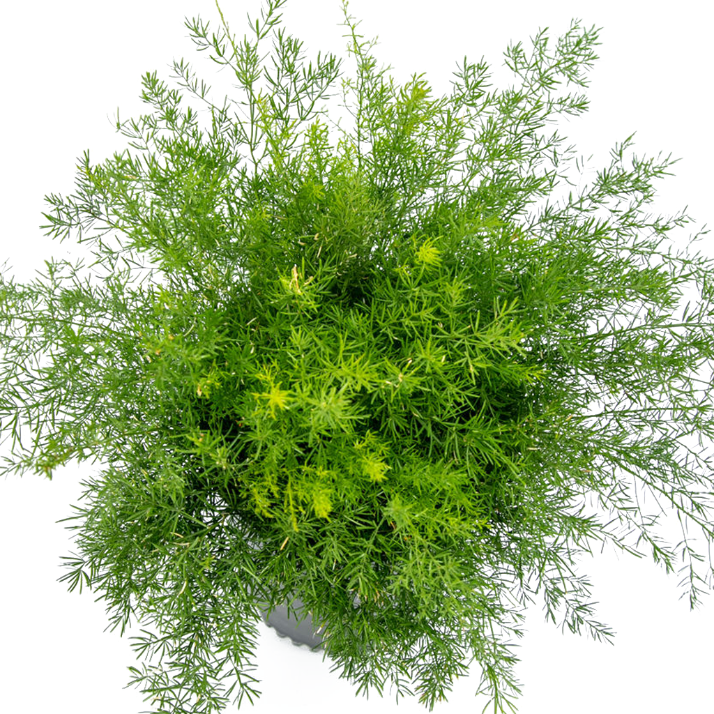 Asparagus sprengeri