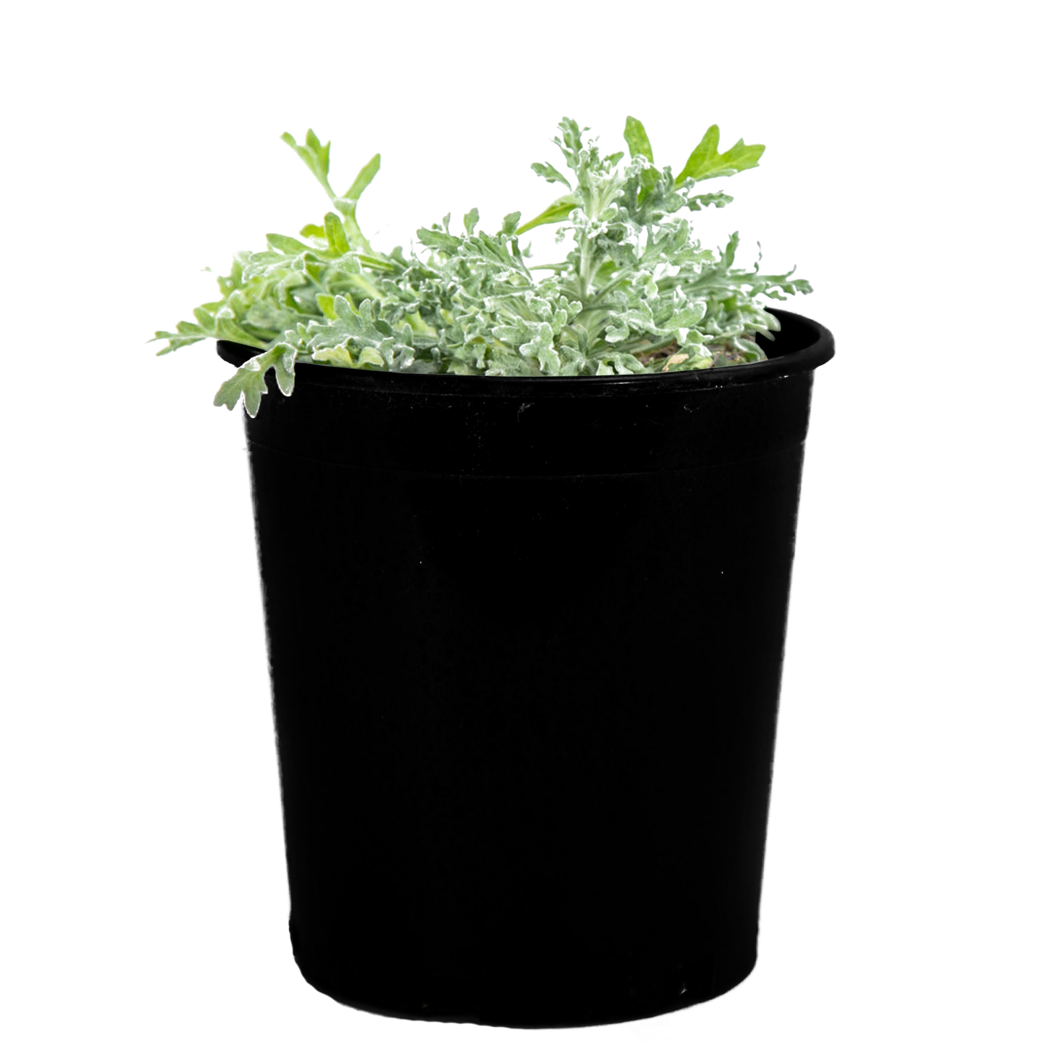 potted marigold plants for sale Baileya multiradiata