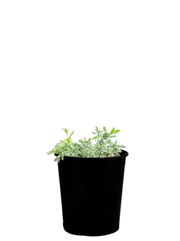 Full view of Baileya multiradiata, showcasing its silvery-white to green foliage and brilliant yellow marigold-like flowers. The plant forms dense mounds, reaching 1-2 feet in height and width, thriving in full sun and showcasing its drought tolerance. Ideal for attracting bees and butterflies, it blooms from early spring to late fall.