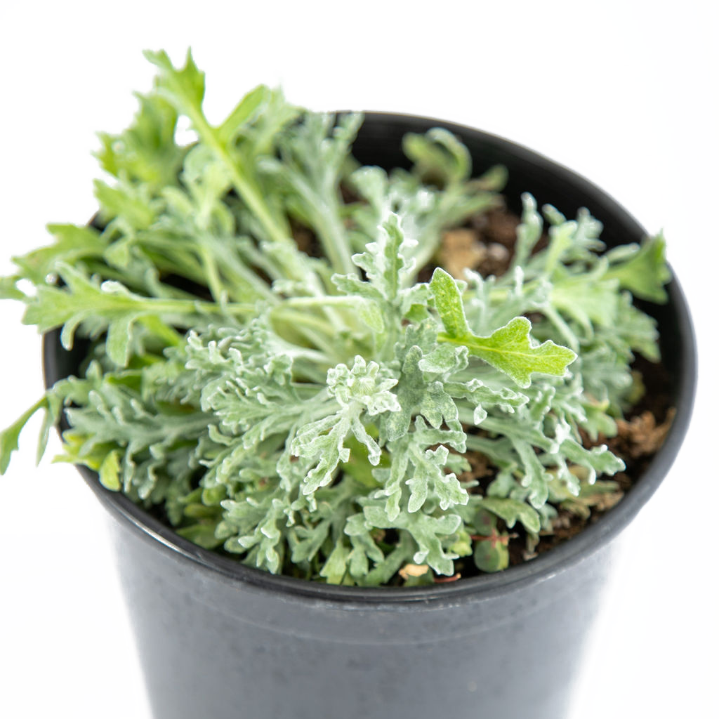 potted marigold plants for sale Baileya multiradiata