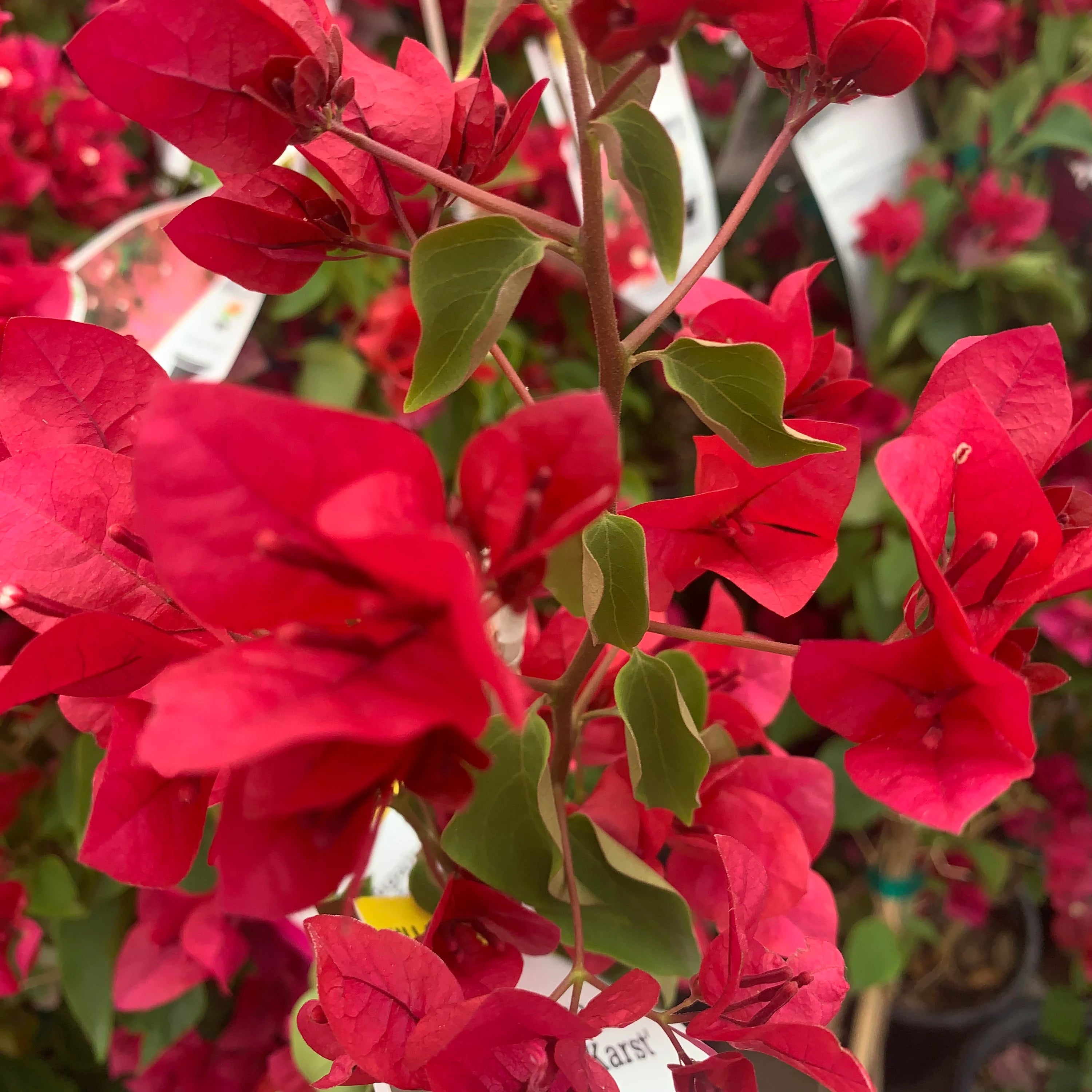 Bougainvillea – Happy Valley Plants