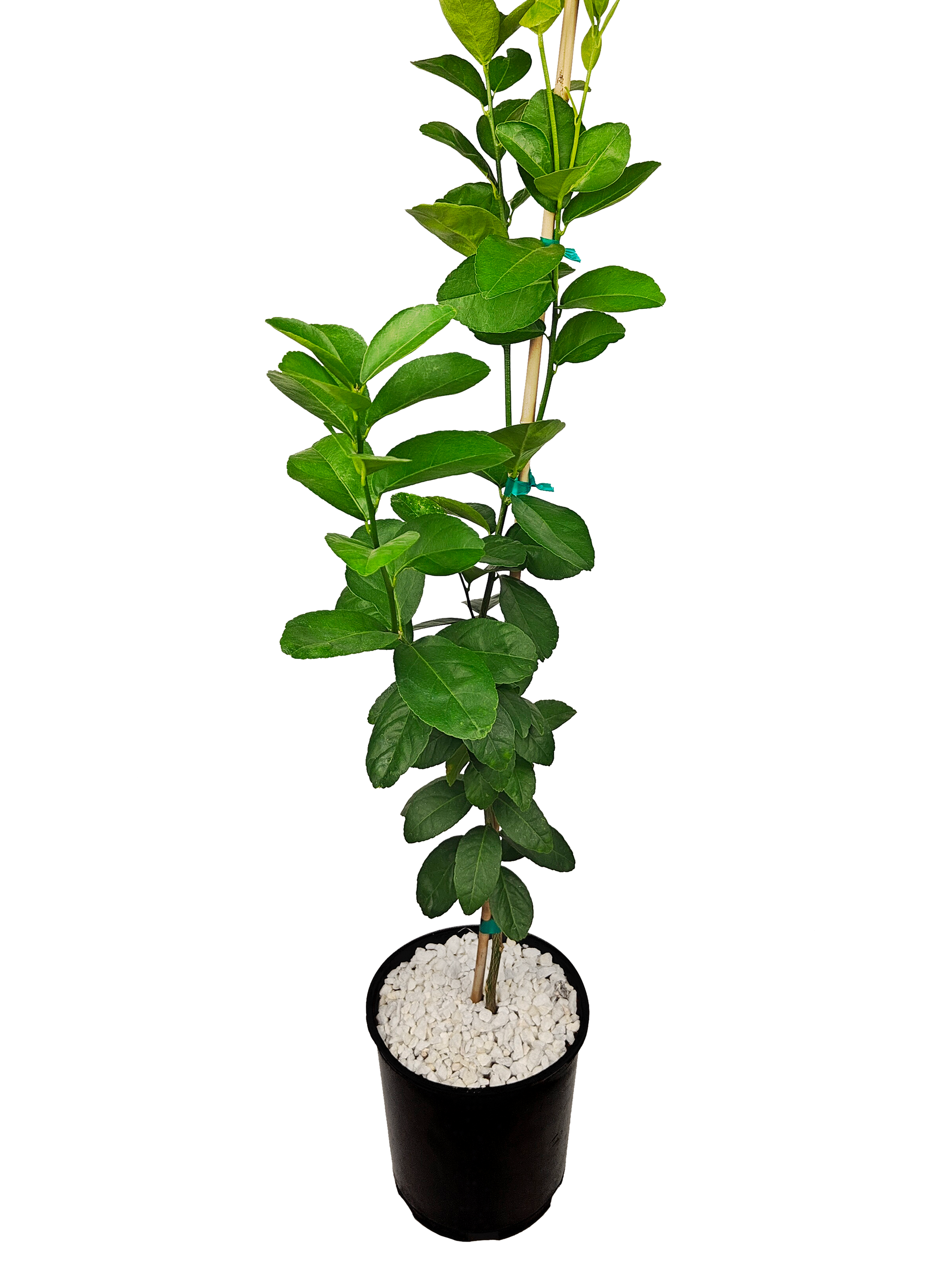 lime plant from seed Bearss Lime (PER) – Happy Valley Plants