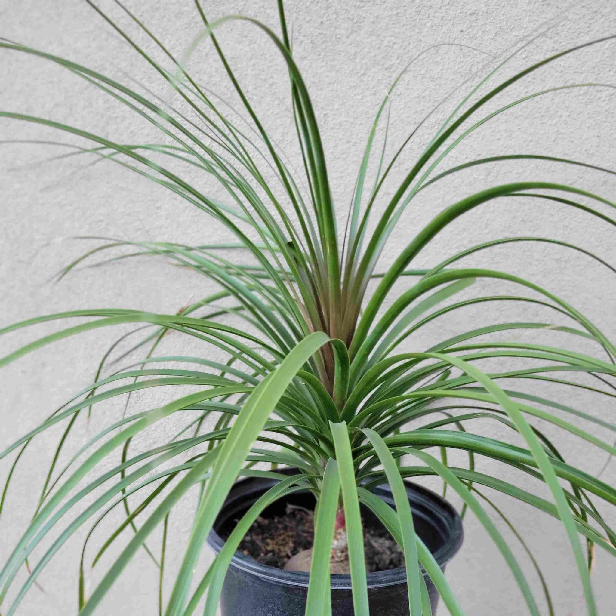 現物「トクリラン・ポニーテール」８号　Beaucarnea recurvata Beaucarnea recurvata - Ponytail Palm, Elephant Foot – Happy Valley