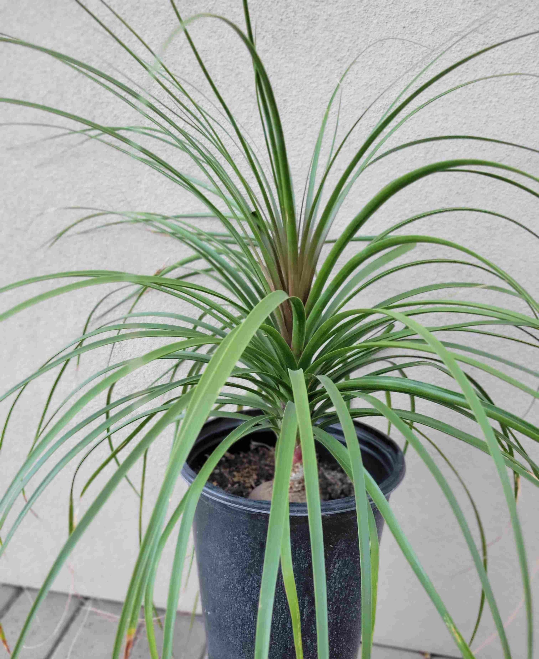 Beaucarnea recurvata - Ponytail Palm, Elephant Foot – Happy Valley