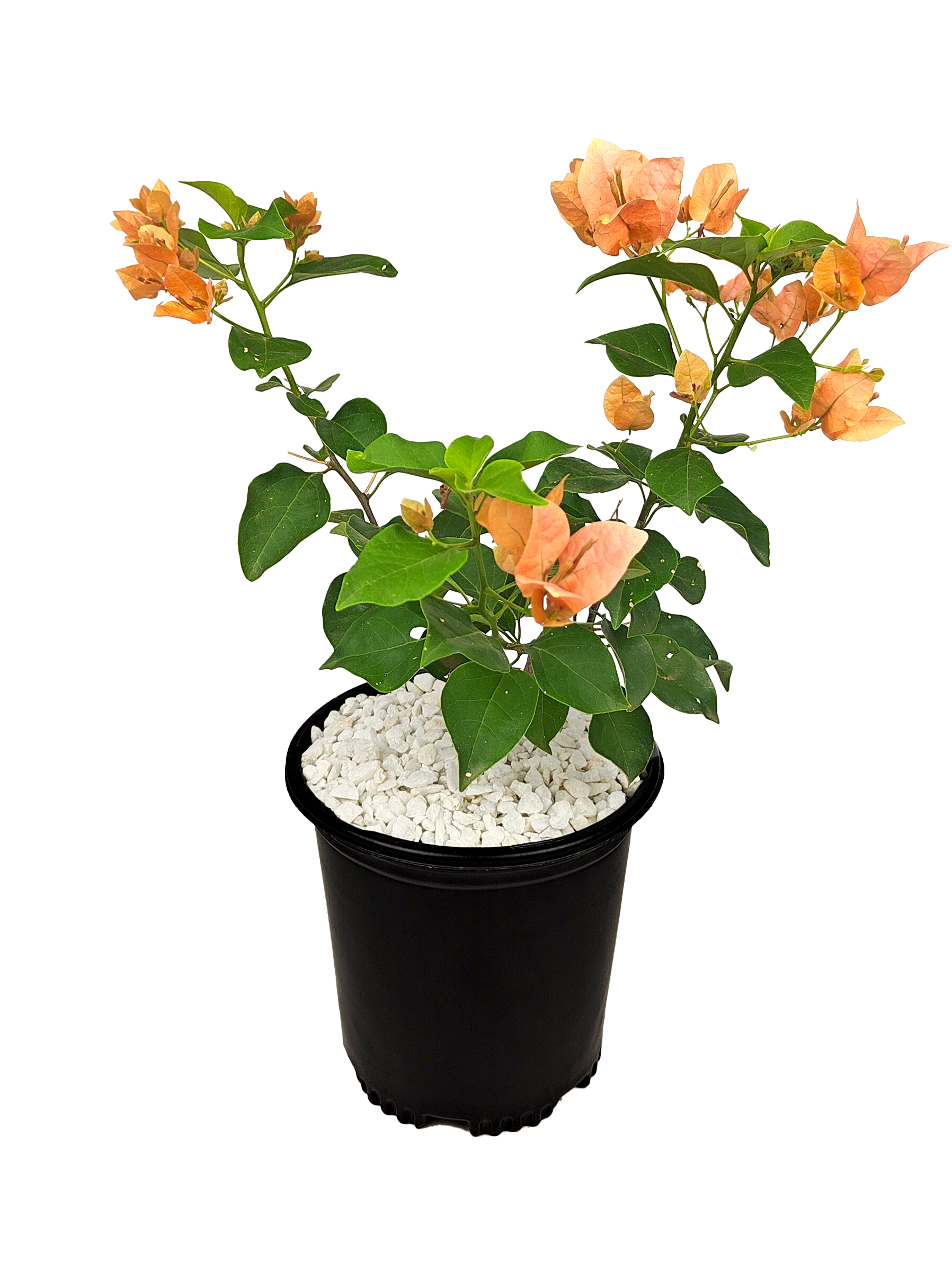 bogan via plant Bougainvillea – Happy Valley Plants