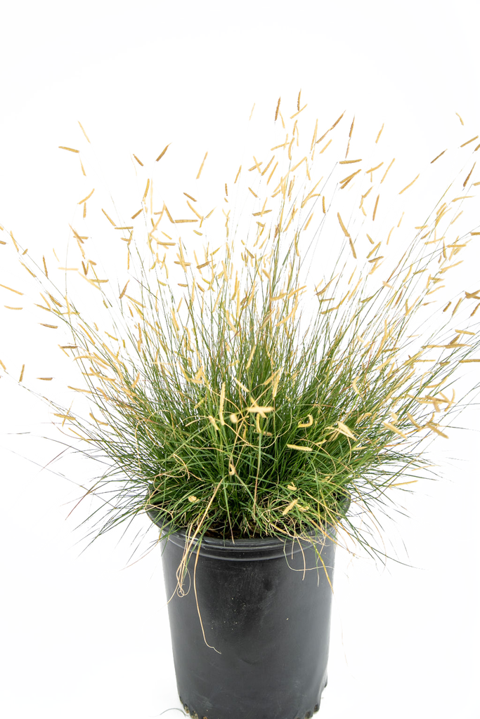 Close-up of Bouteloua gracilis 'Gila Silver', focusing on the golden, flag-like seed heads that contrast with the blue-green foliage. The plant’s compact, weather-resistant stems reach up to 12 inches in height, thriving in full sun and suitable for low-maintenance desert landscapes.