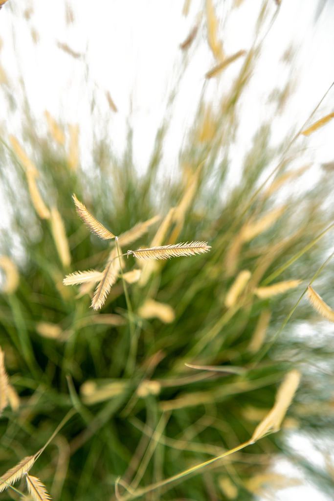 Close-up of Bouteloua gracilis 'Gila Silver', focusing on the golden, flag-like seed heads that contrast with the blue-green foliage. The plant’s compact, weather-resistant stems reach up to 12 inches in height, thriving in full sun and suitable for low-maintenance desert landscapes.