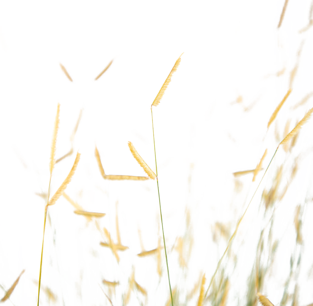 Close-up of Bouteloua gracilis 'Gila Silver', focusing on the golden, flag-like seed heads that contrast with the blue-green foliage. The plant’s compact, weather-resistant stems reach up to 12 inches in height, thriving in full sun and suitable for low-maintenance desert landscapes.