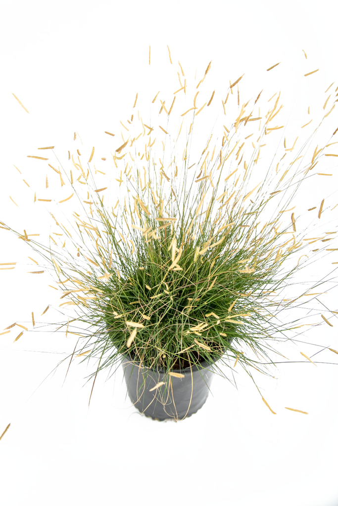 Top-down view of Bouteloua gracilis 'Gila Silver', highlighting the fine blue-green blades arranged in a dense, low mound. The golden, flag-like seed heads rise above the foliage, adding texture and seasonal interest, with the plant thriving in full sun and adaptable to various soil types.