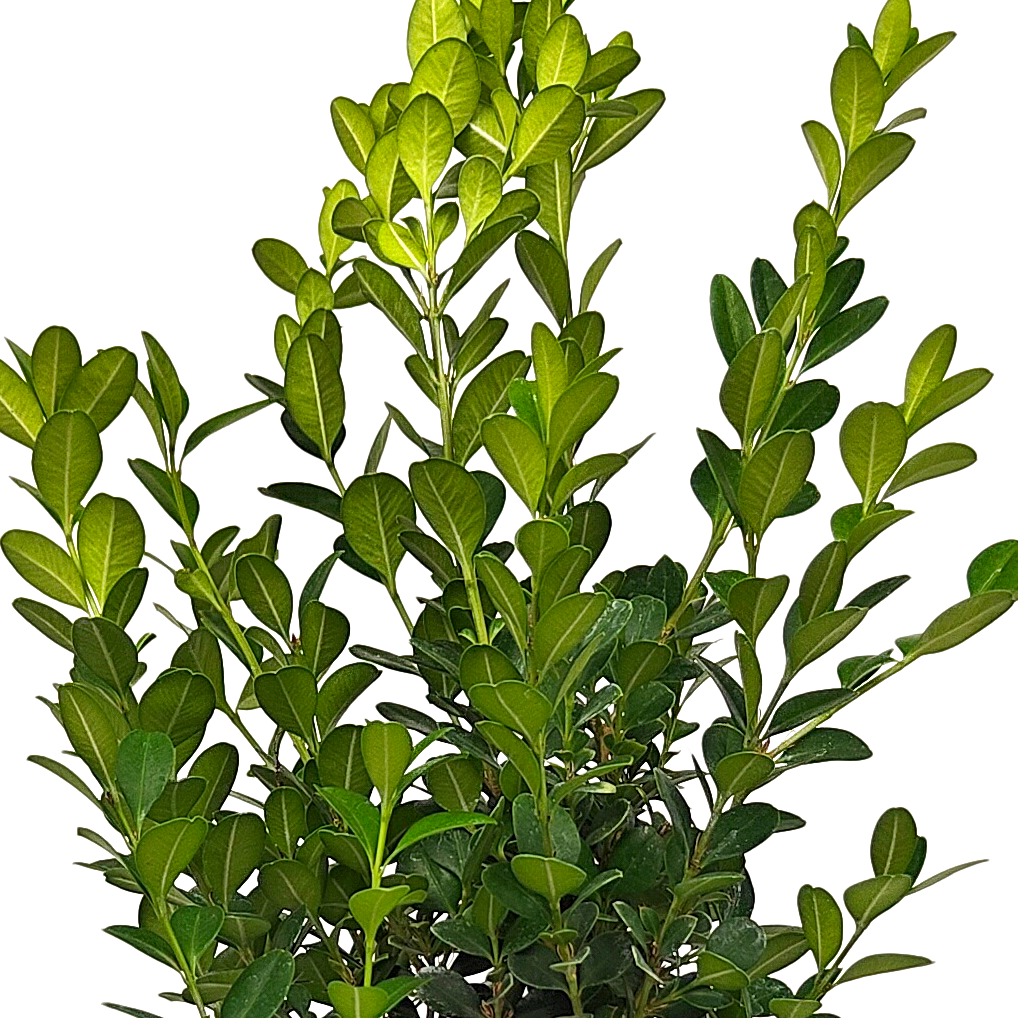 Buxus microphylla japonica - Japanese Boxwood – Happy Valley Plants
