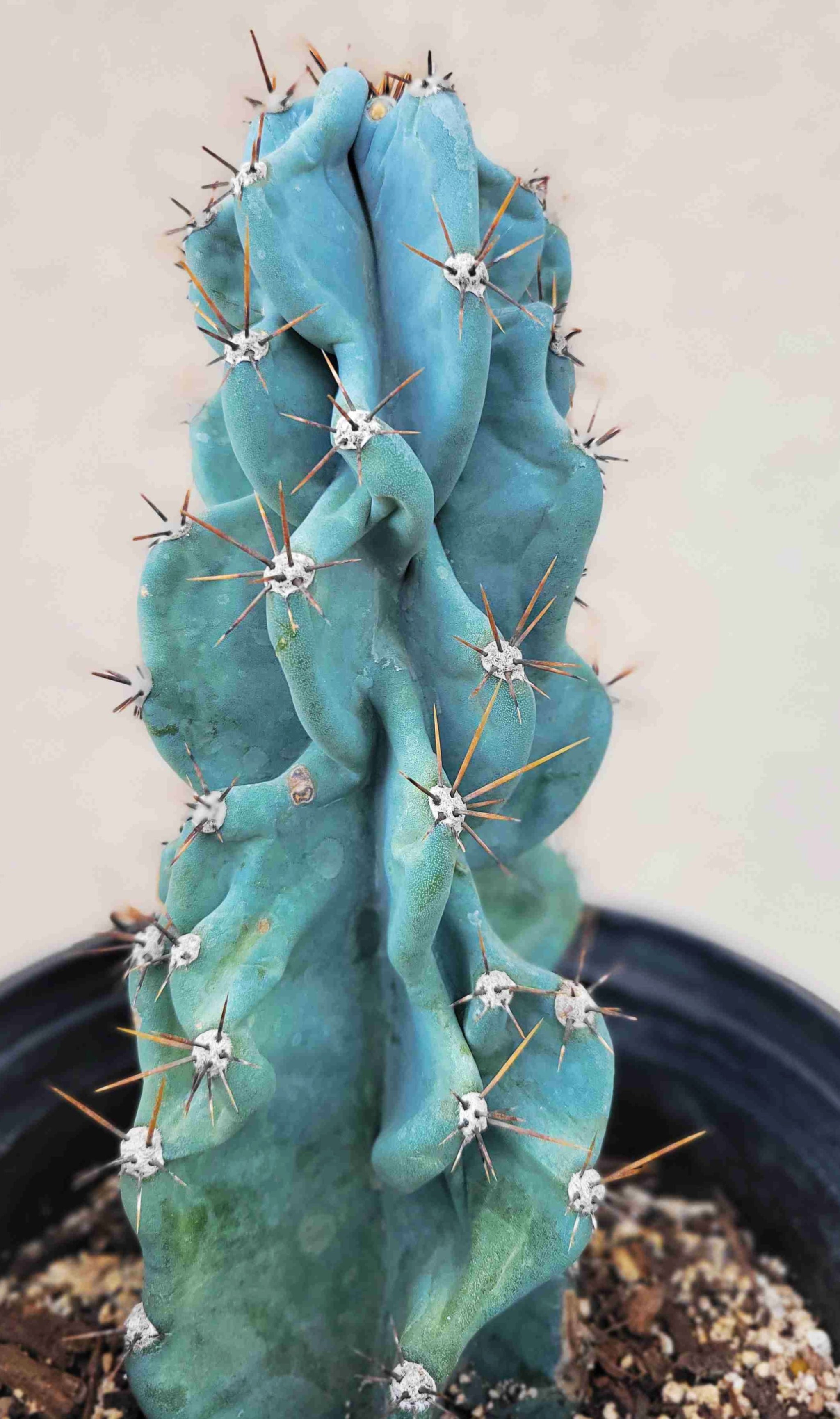 cactus prix Design désertique sculptural | Cactus (Variétés) | Cactus sp main image 1