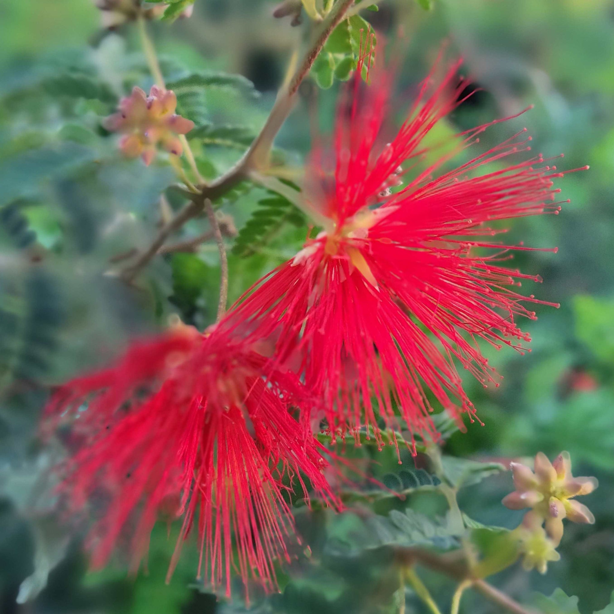 Calliandra californica- Baja fairy duster