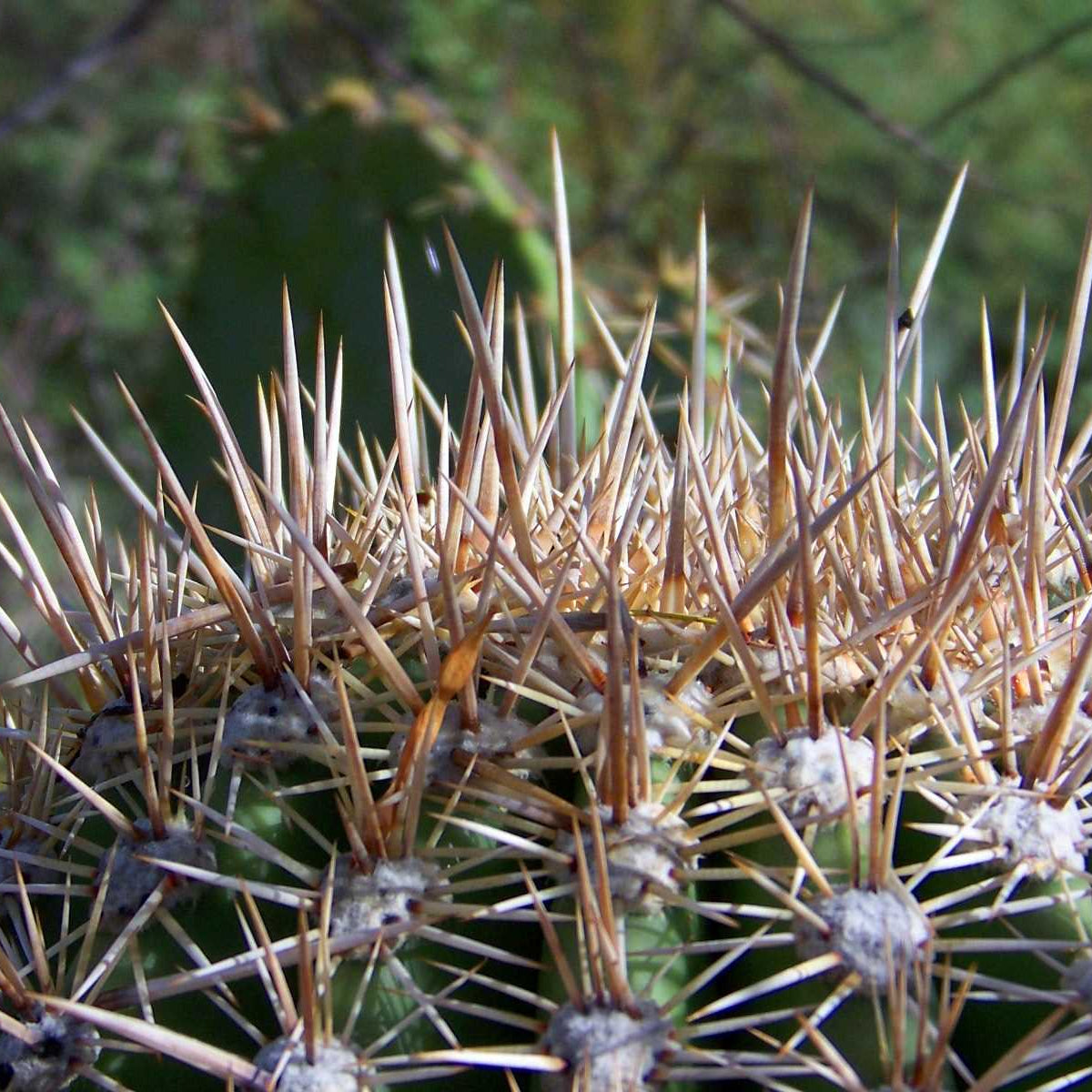Carnegiea gigantea