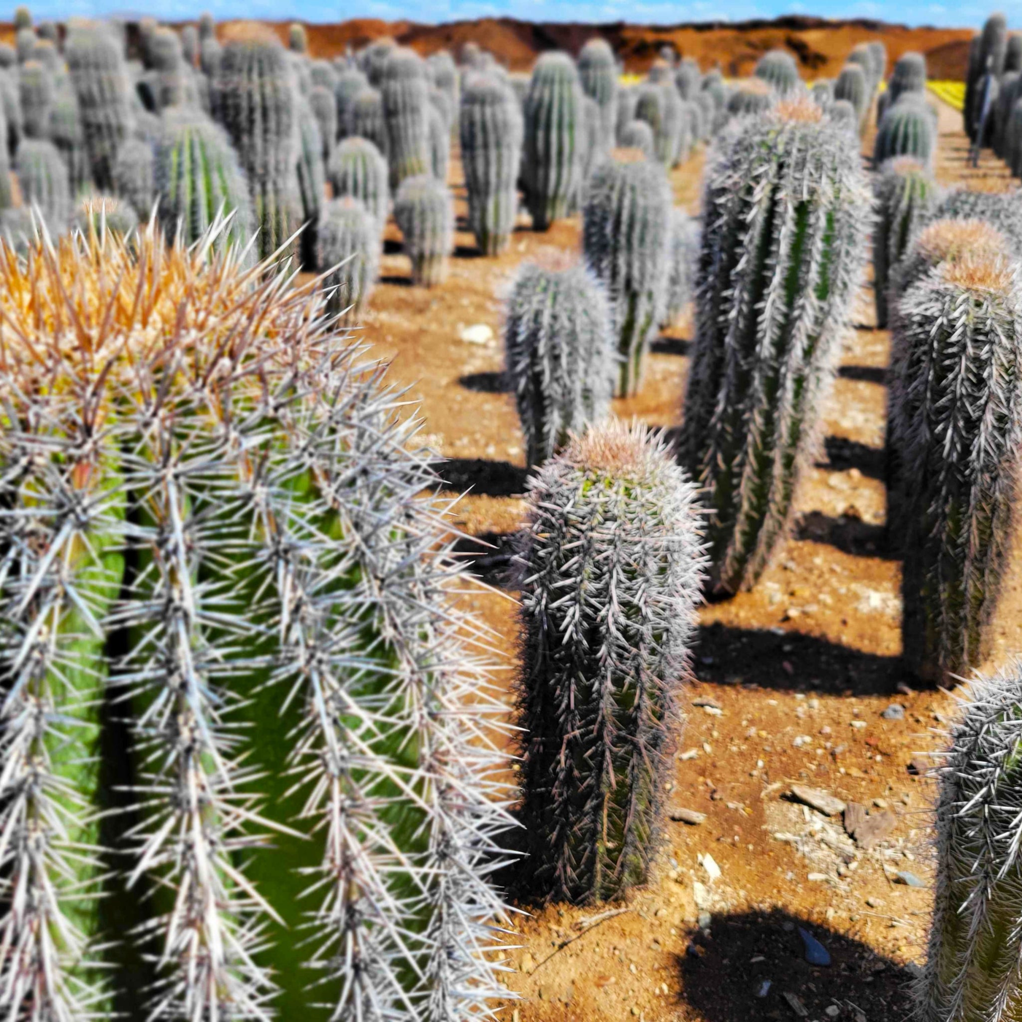 Carnegiea gigantea
